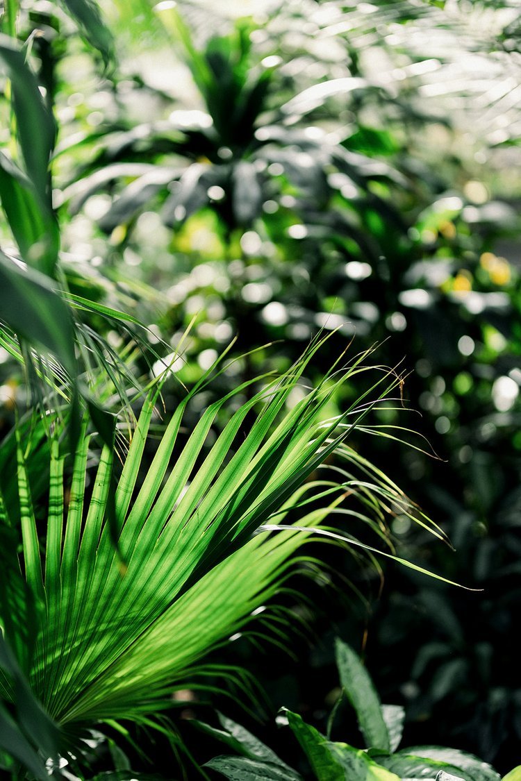 Tropical Palm at Bloedel Conservatory Vancouver, BC