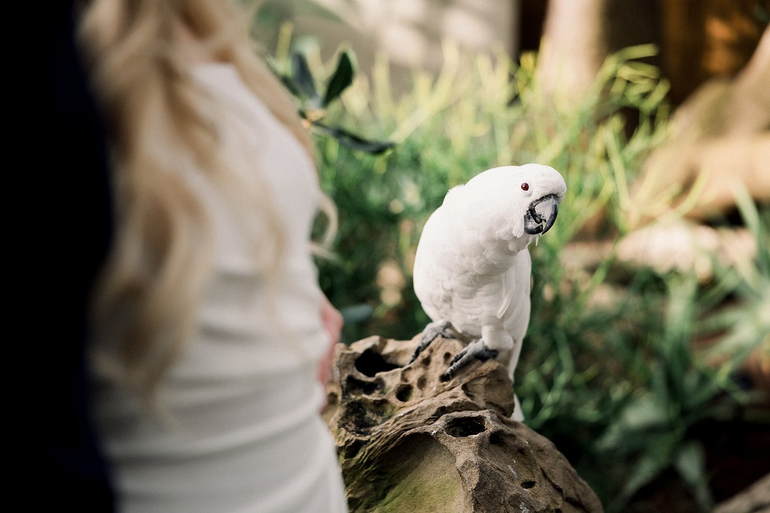 Cockatoo funny face at Bloedel Conservatory Vancouver, BC