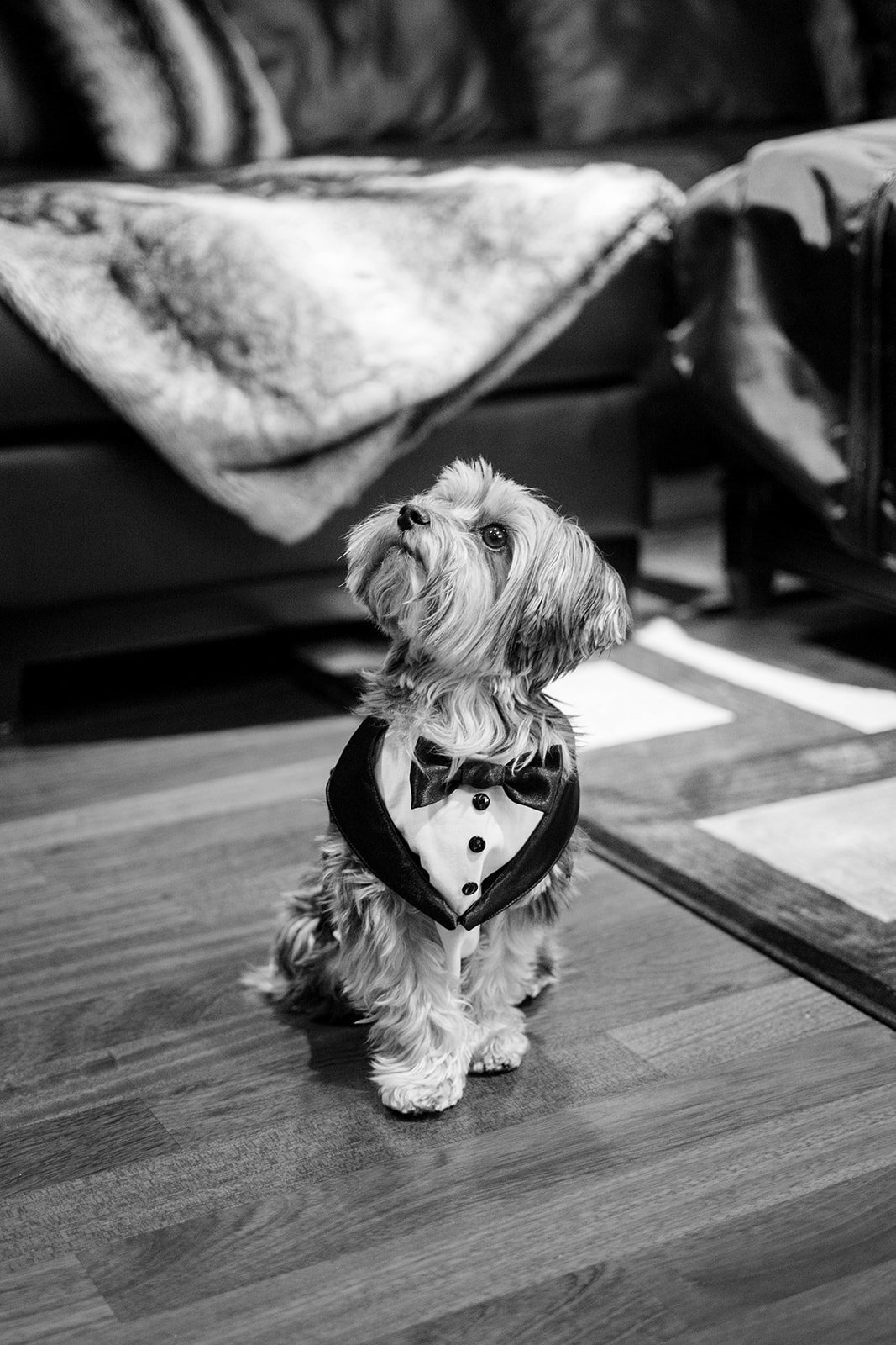 Small cute Yorke Terrier poses in doggy wedding tux at hart house wedding in Vancouver BC