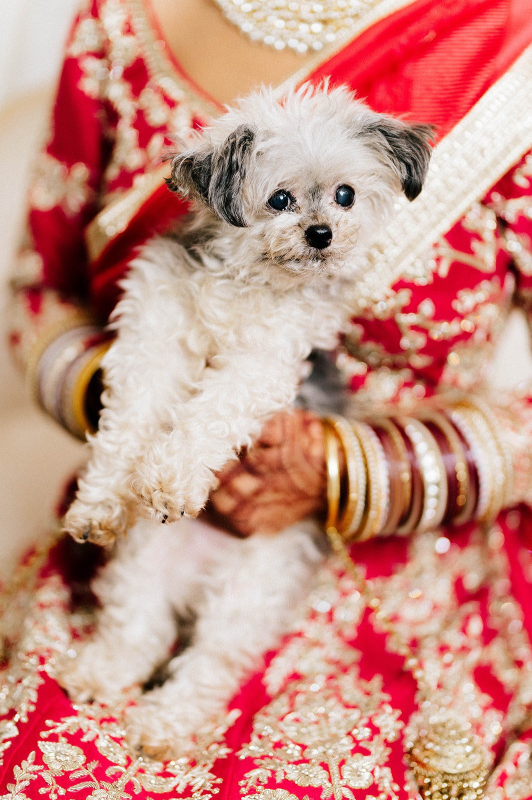 A bride clutches her very old white dog on her wedding morning.