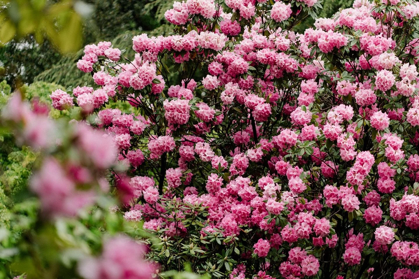 Still moments 🤍✨

#vancouverweddingphotographer #vancouverfloral #weddingdetails #aestheticweddingdetails #aestheticflorals