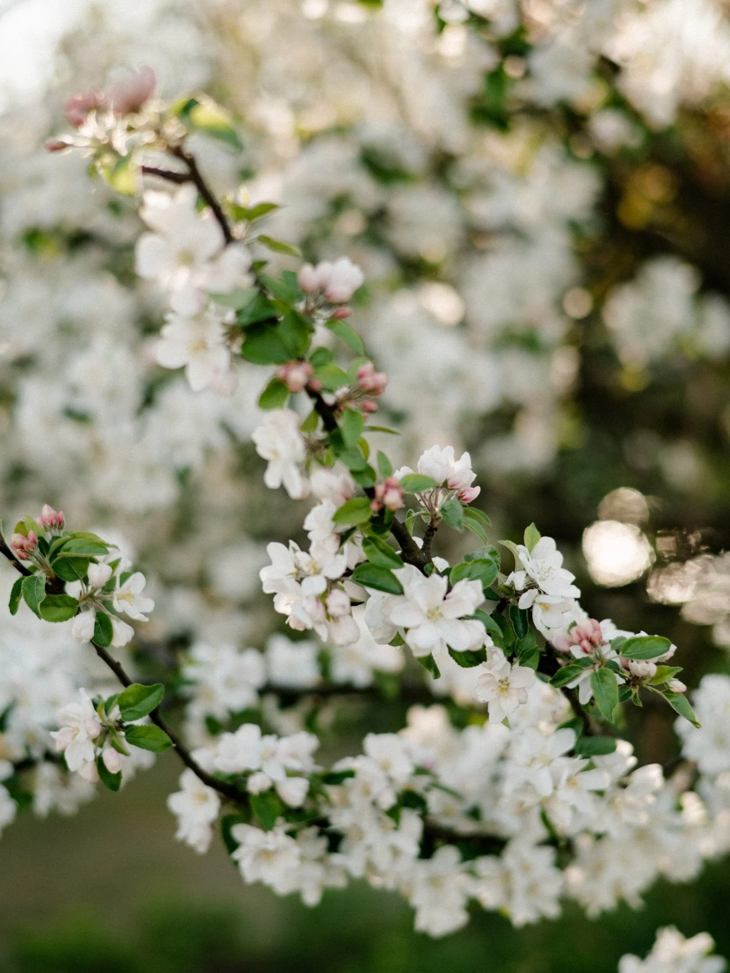 Still moment 🤍 

#flowerdetails #weddingdaydetails #vancouverweddingphotographer