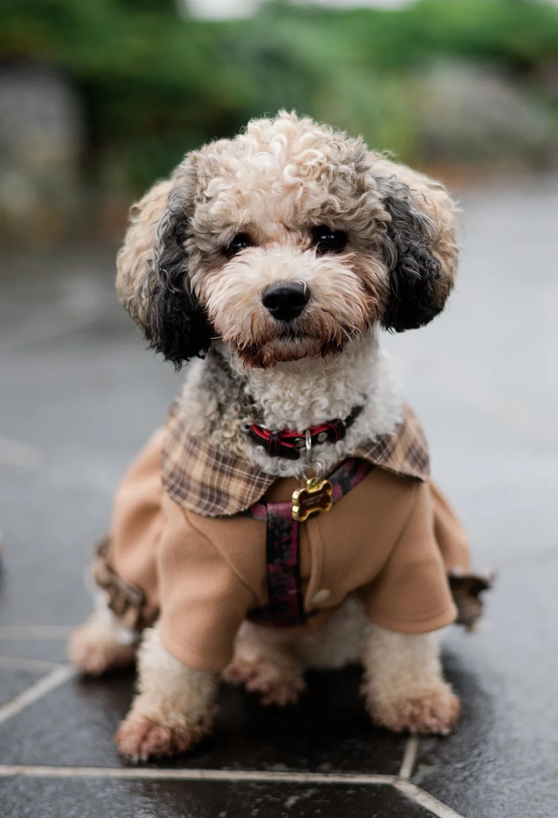 M&A - Queen-Elizabeth-Park-Engagement-Photos-Vancouver-Wedding-Photographer-20.jpg