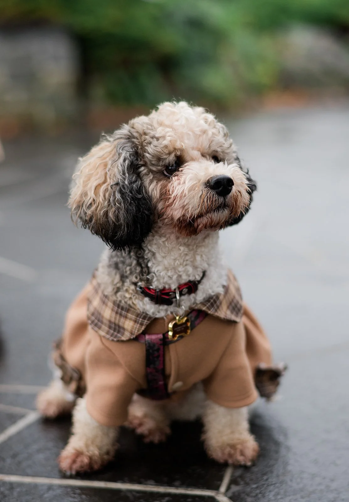 M&A - Queen-Elizabeth-Park-Engagement-Photos-Vancouver-Wedding-Photographer-21.jpg