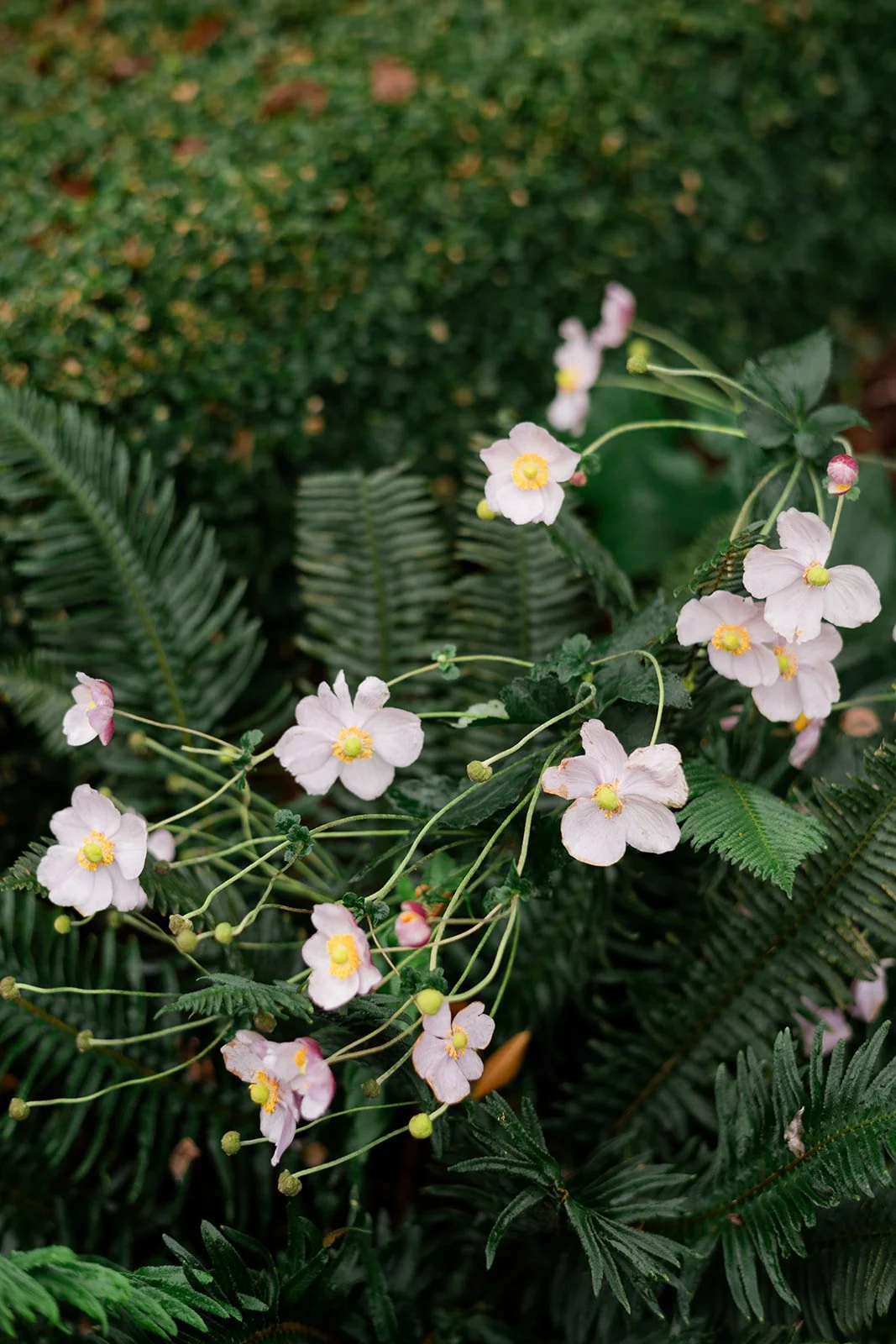 M&A - Queen-Elizabeth-Park-Engagement-Photos-Vancouver-Wedding-Photographer-26.jpg