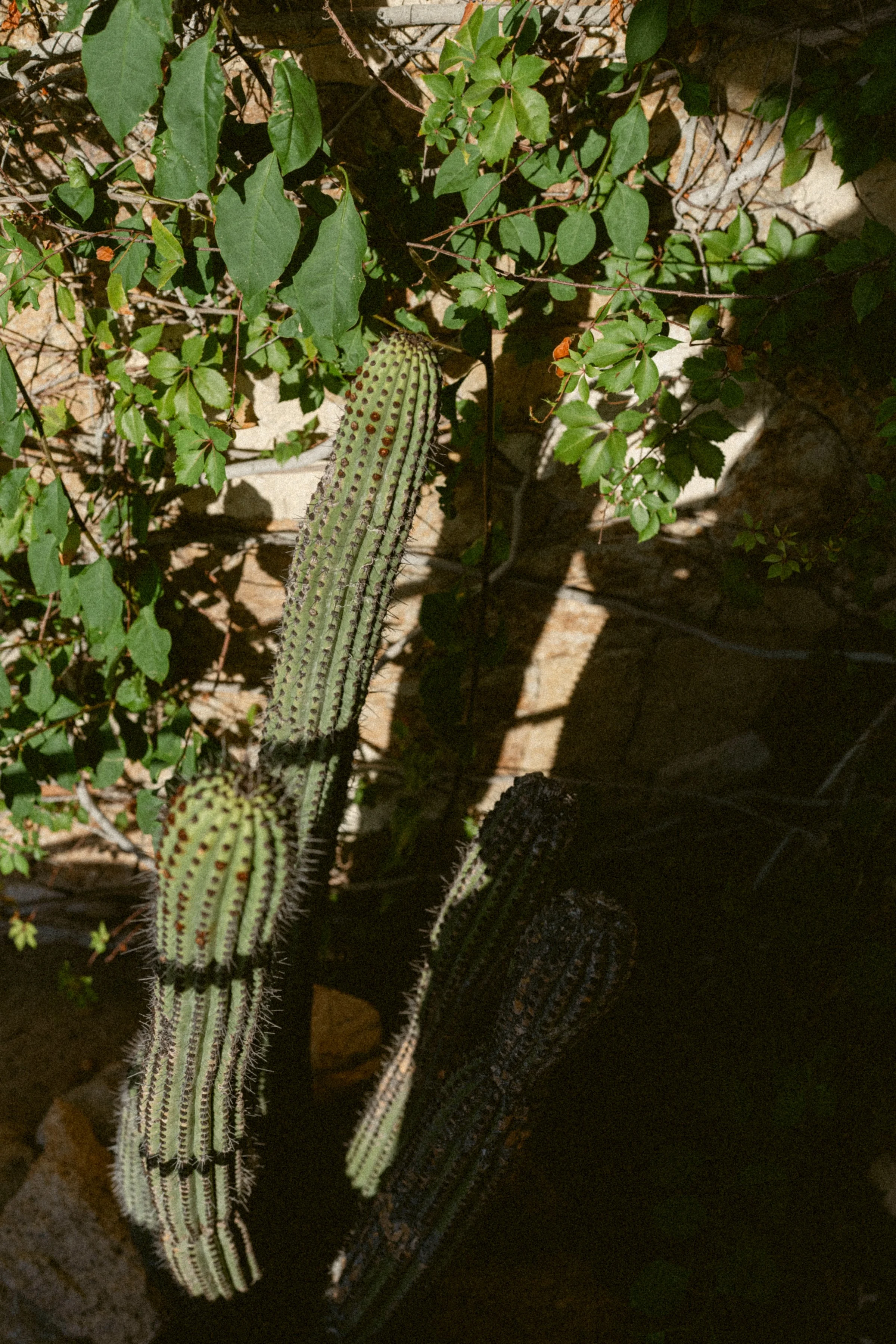 Sunlit cactus and climbing greenery against a stone wall in Mexico.