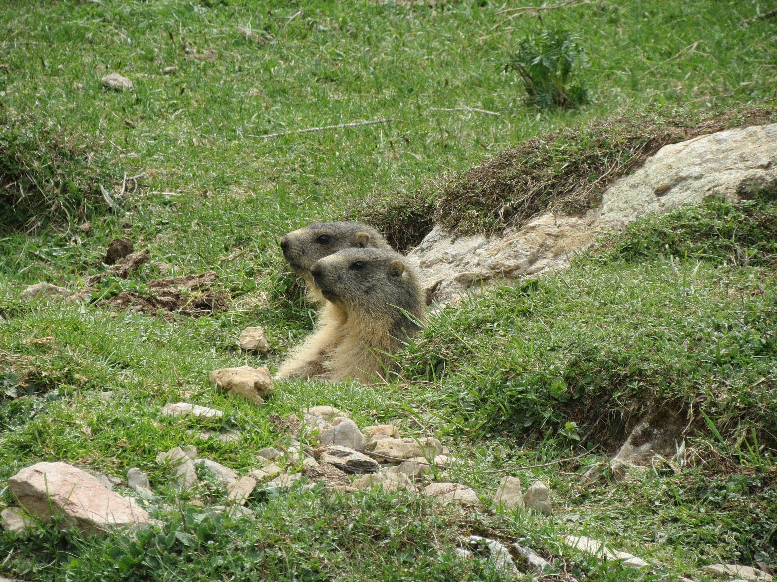IMG_4307.jpeg