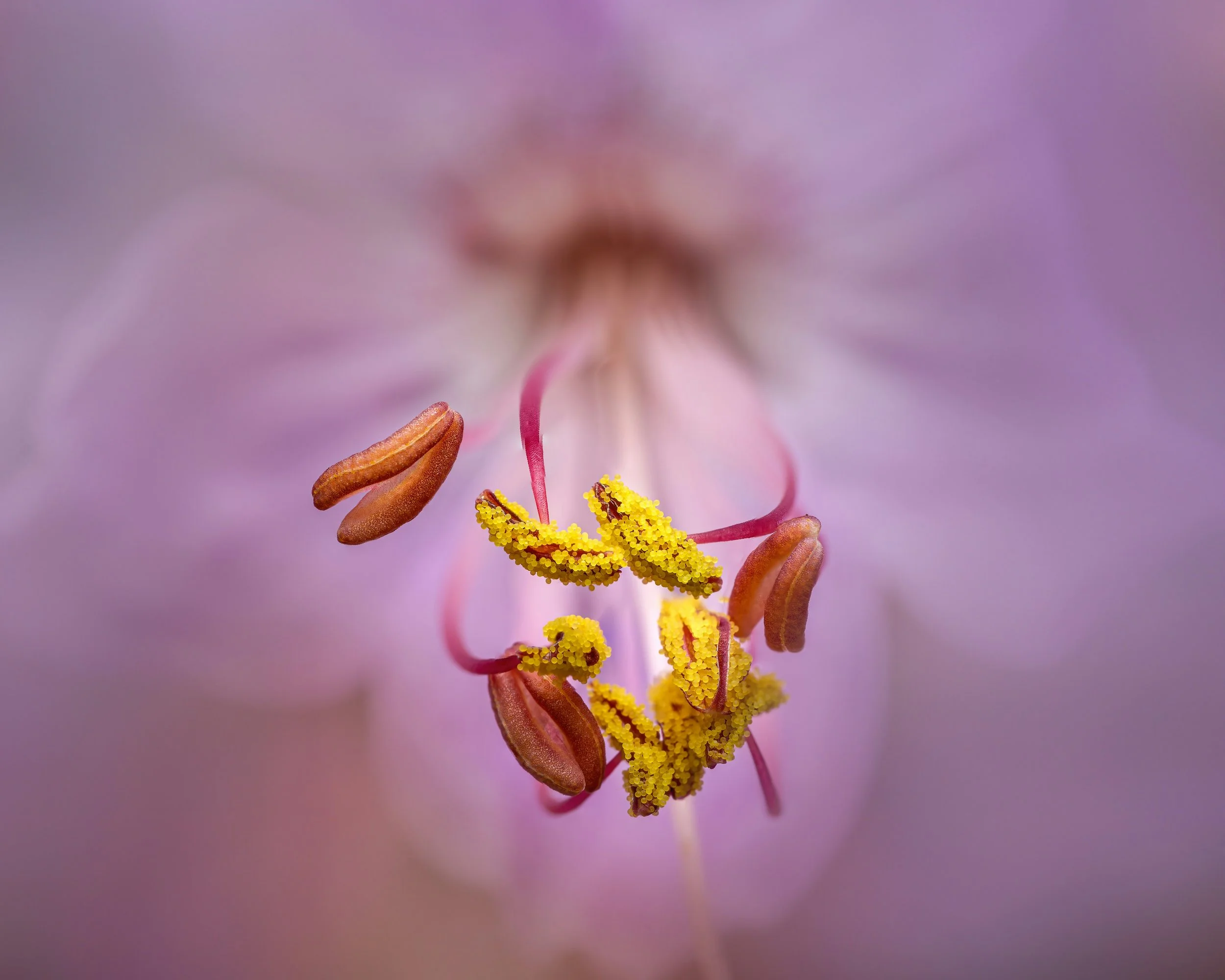 Close up of a flower pistil representing fertility and natural reproductive health support