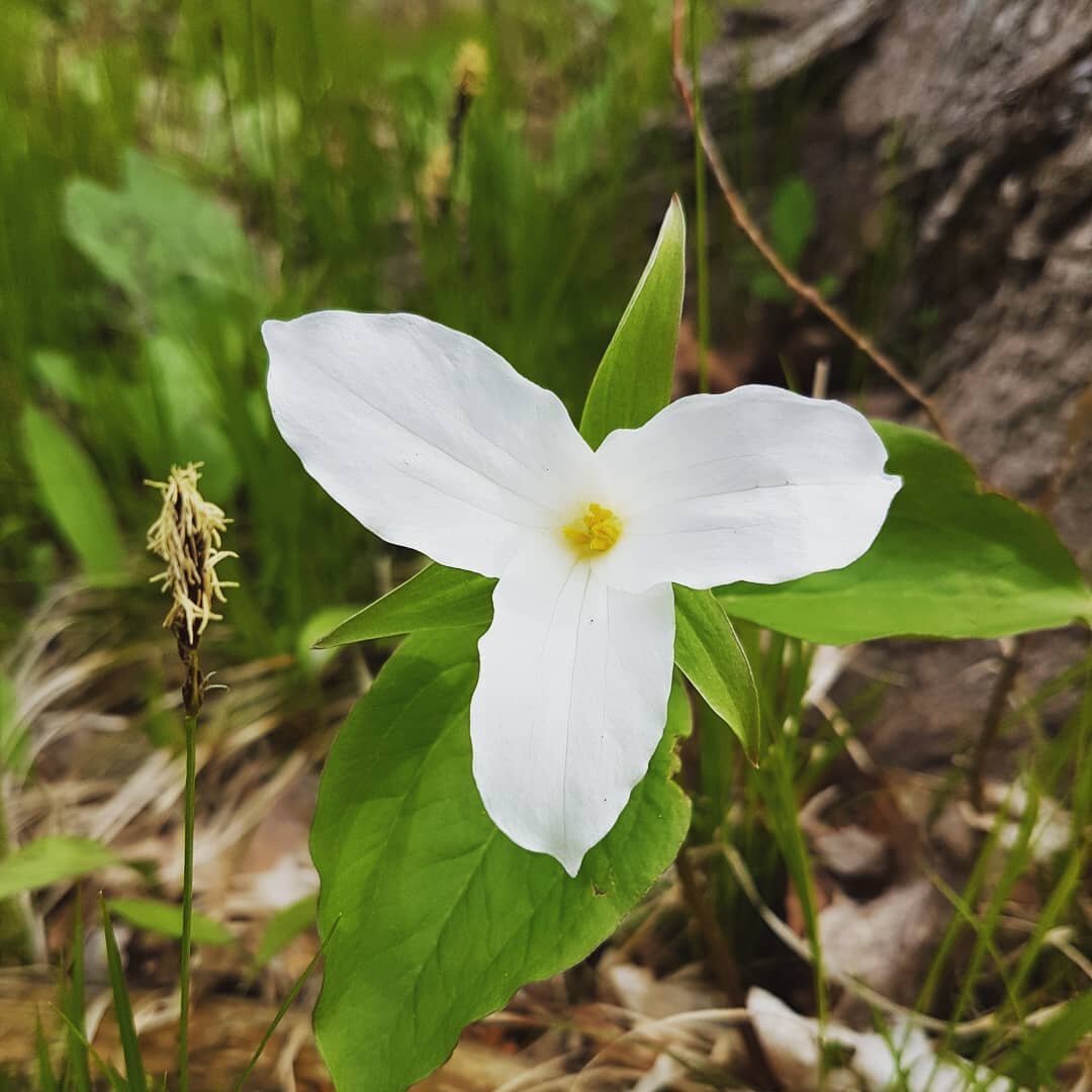 #ontariostrong #miltonstrong #covid19 #COVID19 #covid19mentalhealth #wildlifeconservation #conservationhalton #haltonconservation #naturetherapy #covid19mentalhealth #trillium #spring #green