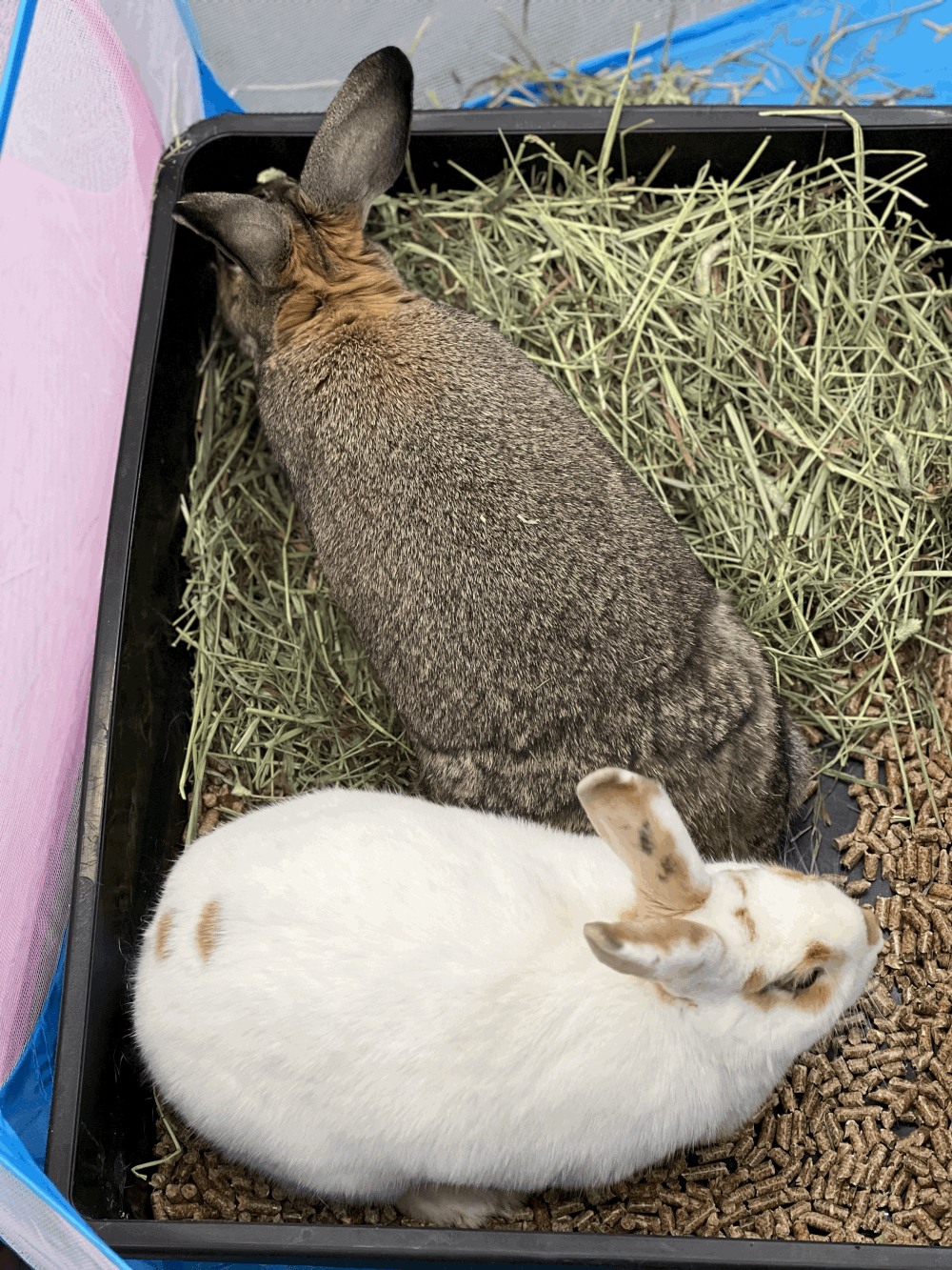 Blog 2 — Dolly's Dream Home