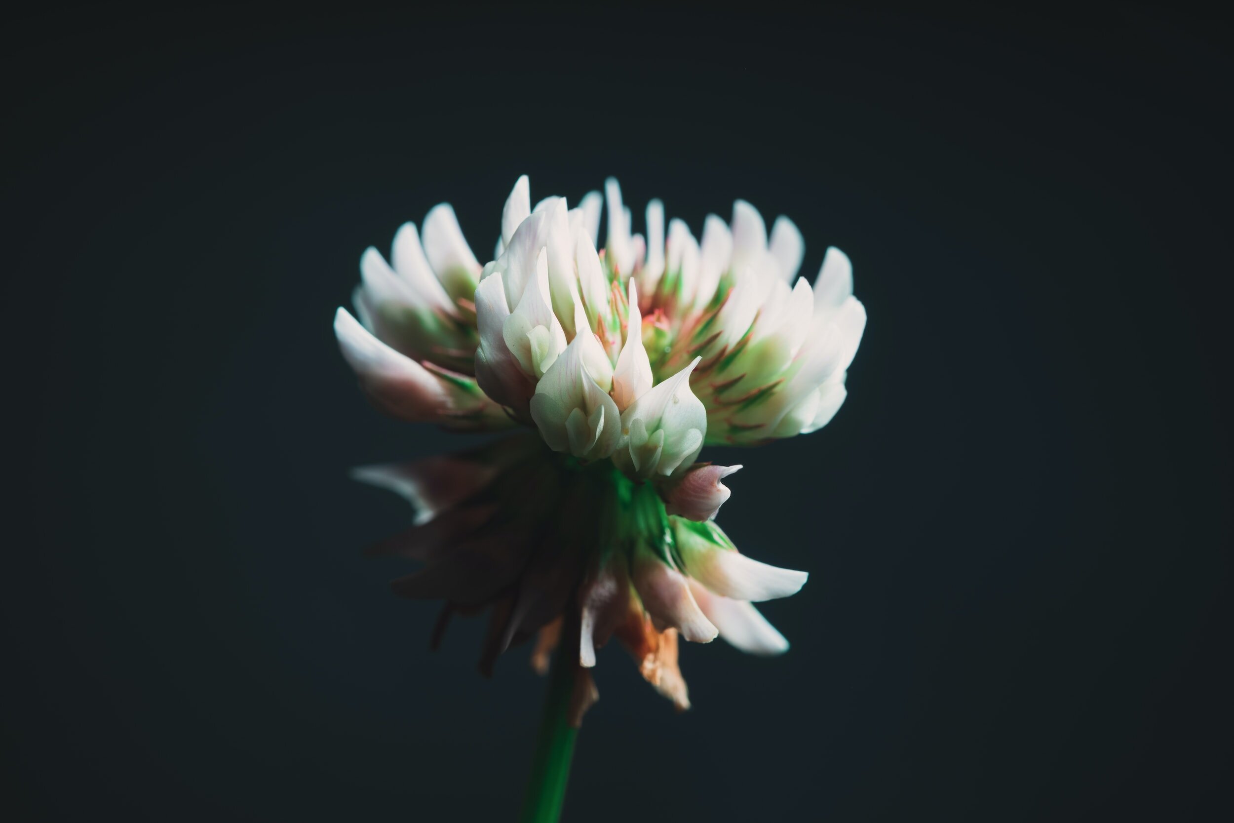 Close-up of a pale pink and white flower with green accents against a dark background.