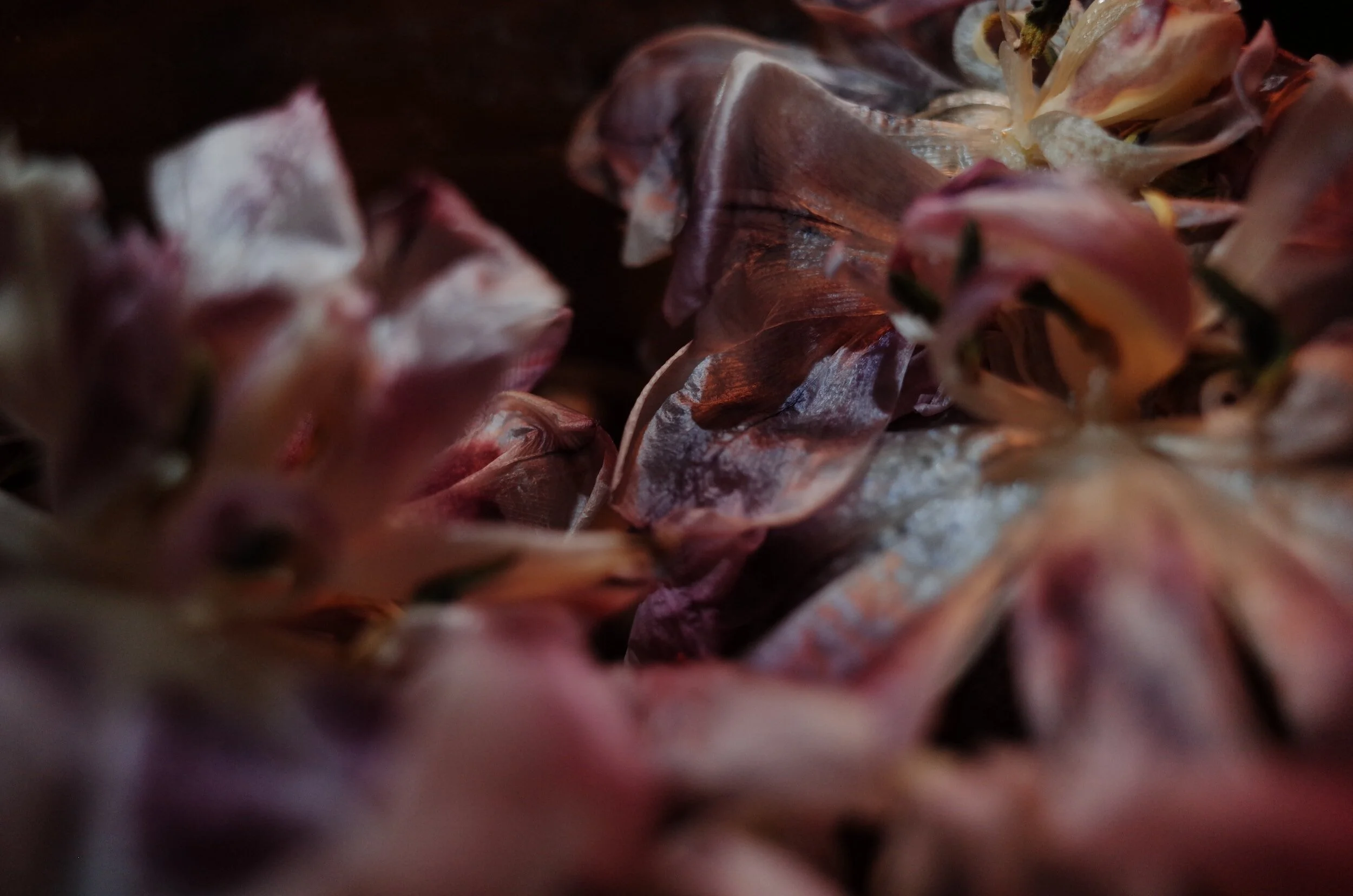 Close-up of dried, wilted flower petals in shades of pink, purple, and brown.