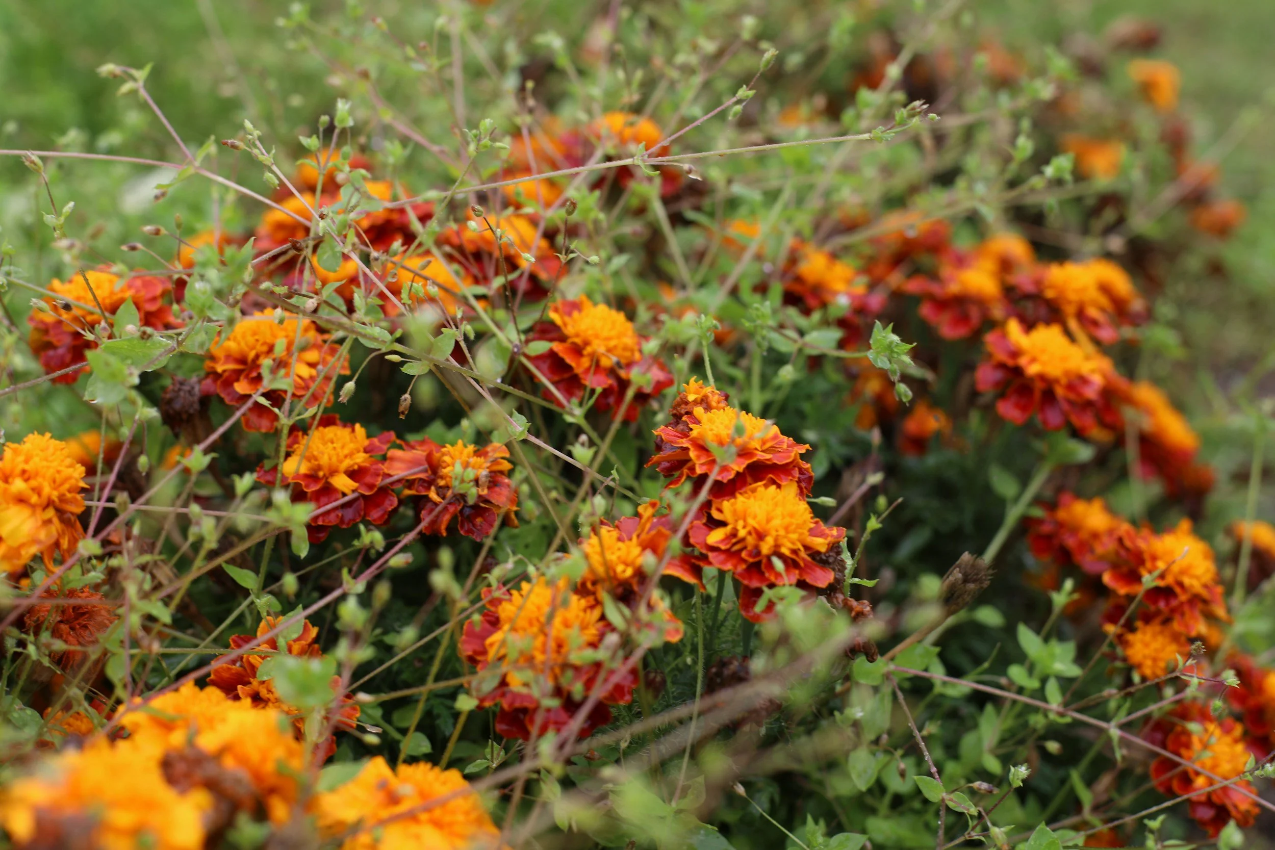 Close-up of orange marigold flowers with green foliage and some thin stems around them.