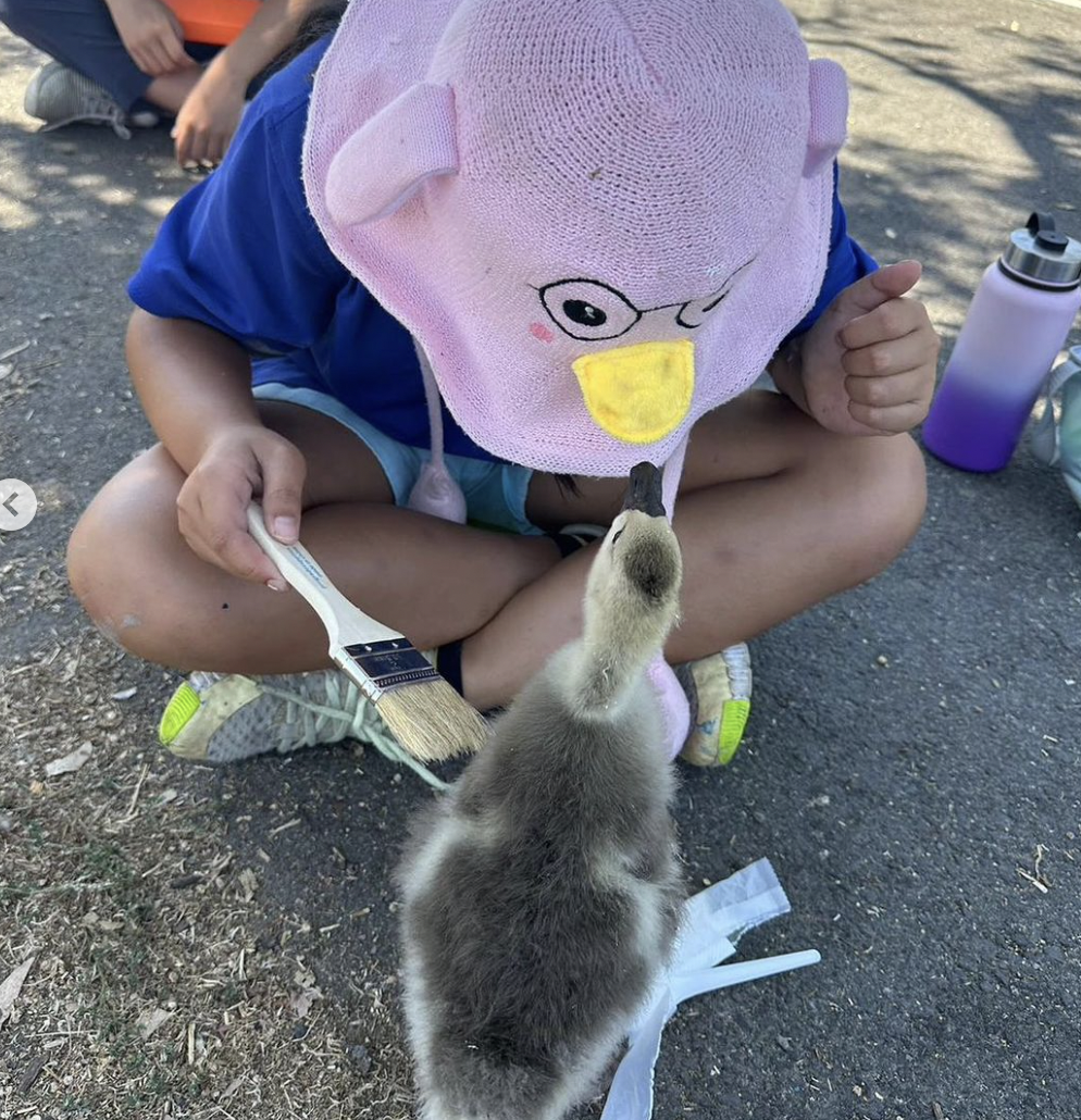 A child wearing a pink animal-themed hat crouches on the ground, holding a paintbrush near a fluffy gosling on an outdoor surface.