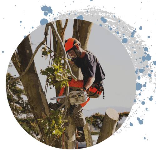 TLC Tree & Lawn Care