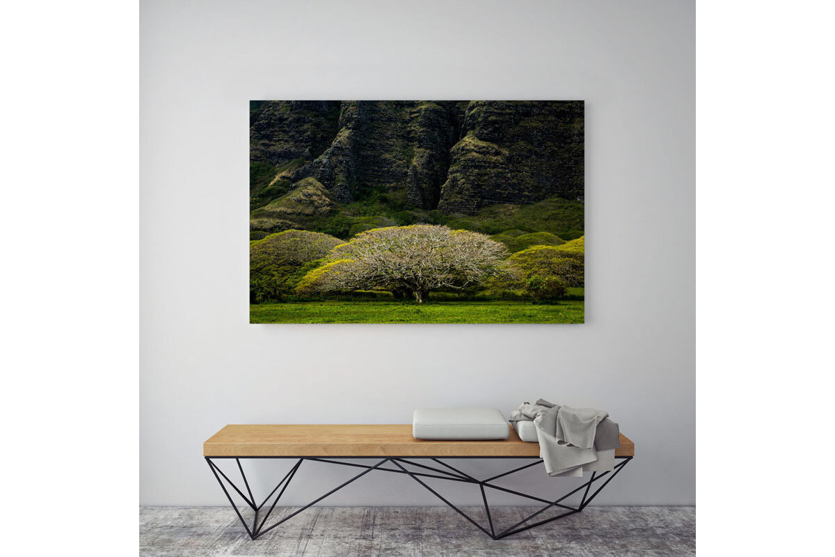 Fine-art-photos-trees-Monkeypod-Tree.jpg