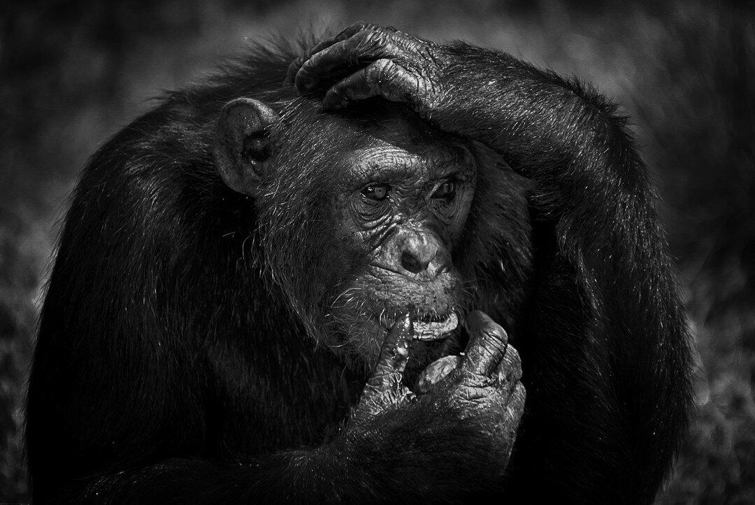 Did you know that on this day, January 31, 1961, a chimpanzee named Ham became the first primate to go to space? 🐵 🚀

Today is also Gorilla Suit Day. Who knew? 😲

#uganda #africawildlife #chimpanzee #wildlife #wildlifephotography #monkey #chimp #a