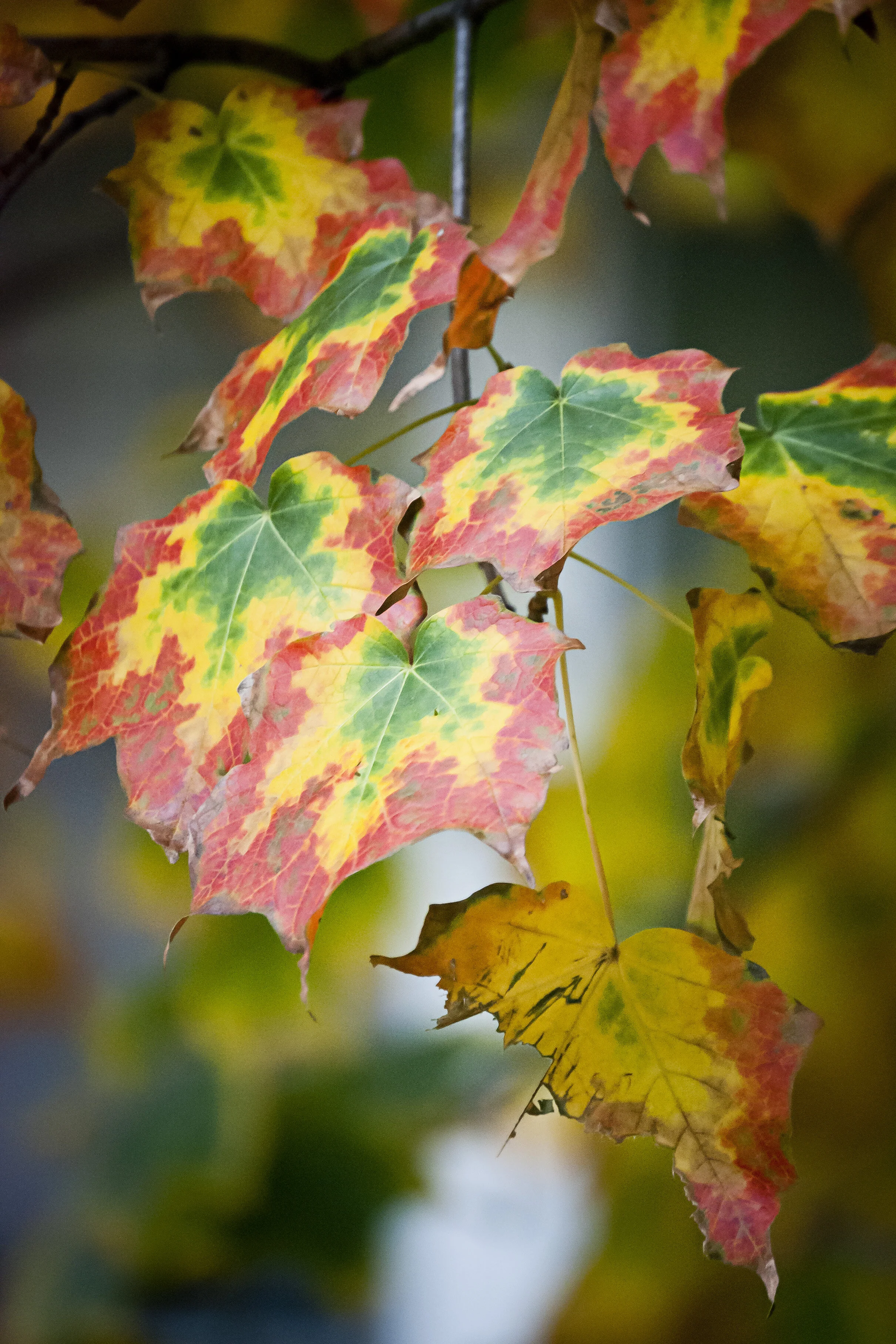 Fall on King street.jpg