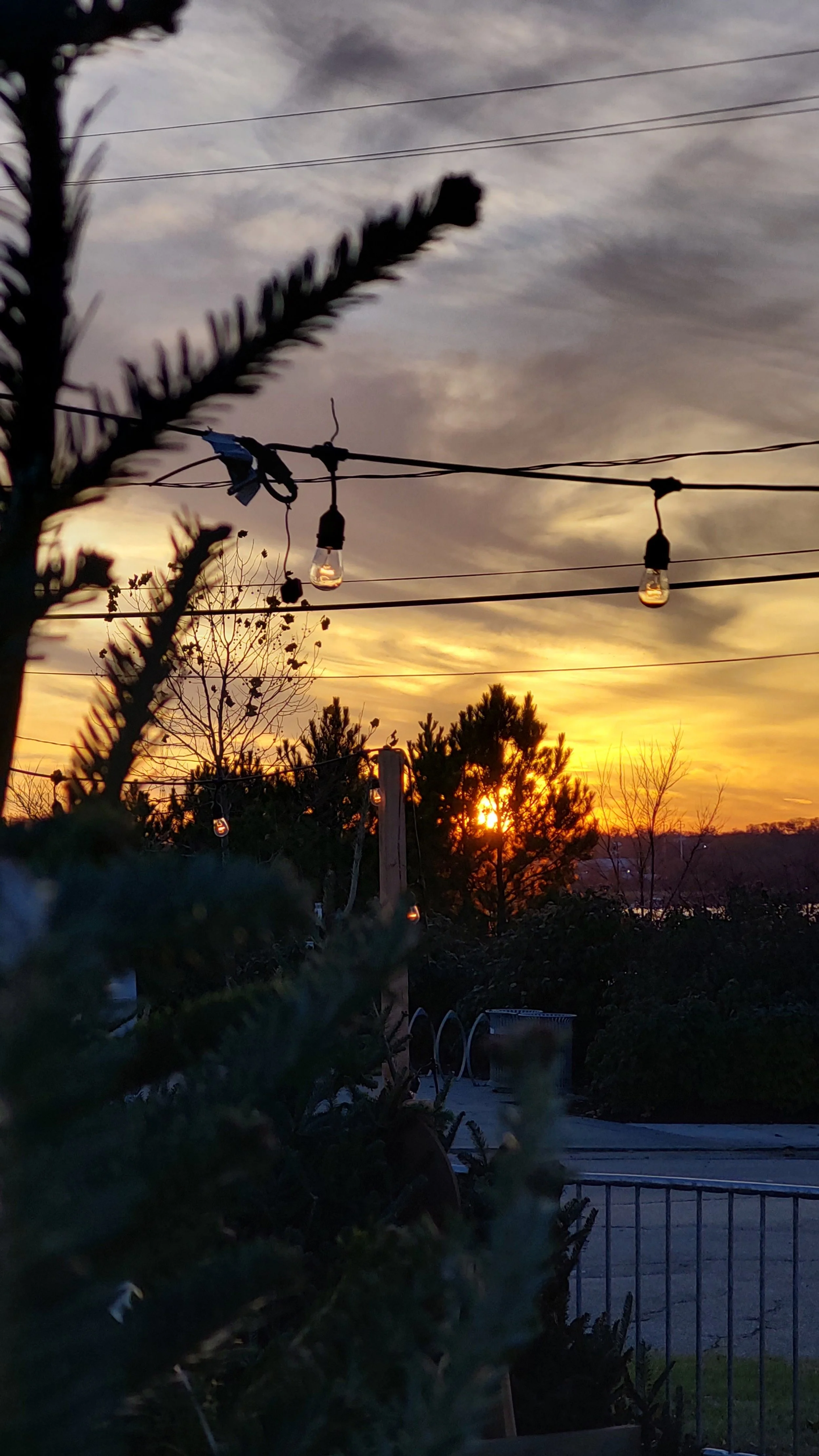 Sunset sky with clouds and string lights hanging above trees and shrubs in a backyard