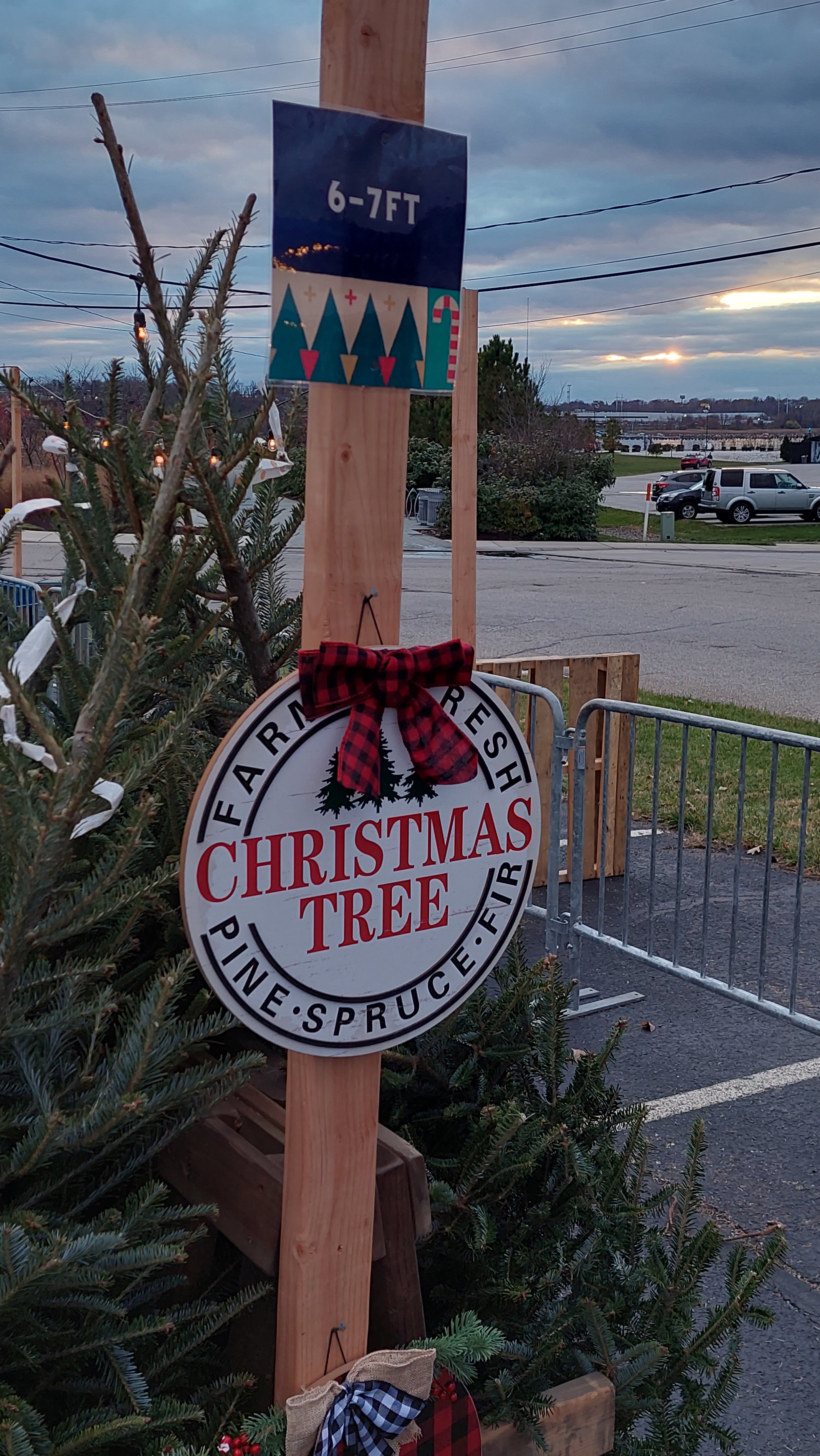 A Christmas tree farm sign advertising a Christmas tree for sale, decorated with a red and black plaid bow and surrounded by evergreen trees. In the background, there are parked cars and a cloudy sky at sunset.