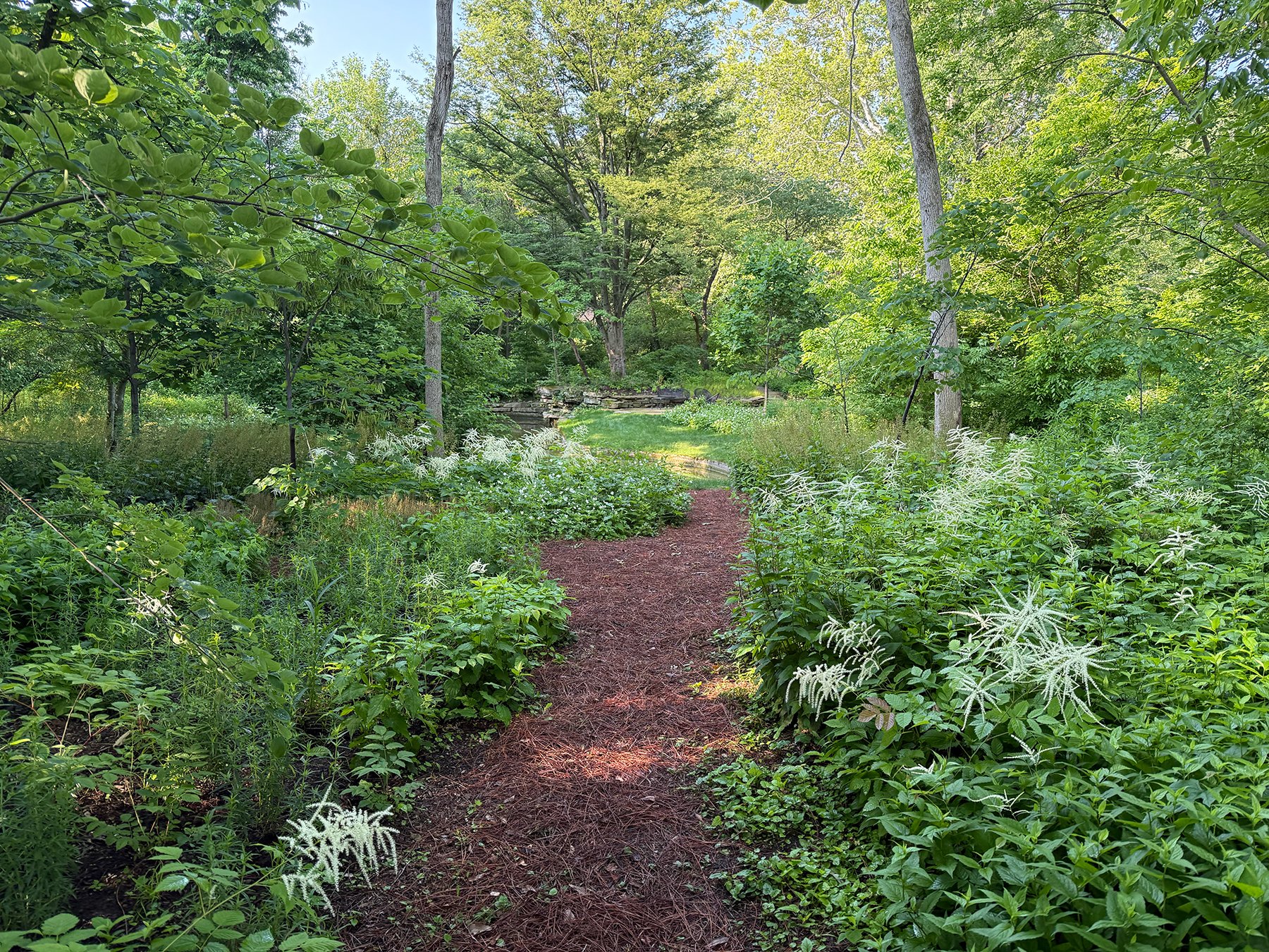 HOLD ON TO THIS INSTEAD | Guided Plant Walk with Chris Merritt of Merritt Chase