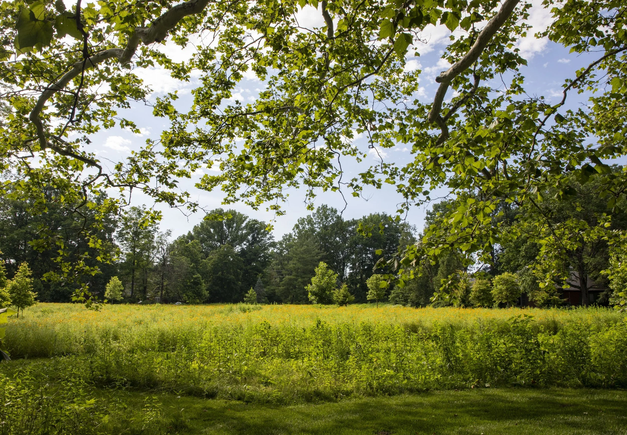 Coordinates of Belonging | Summer Solstice Flow: Meditation, Movement, and Greeting the Sun