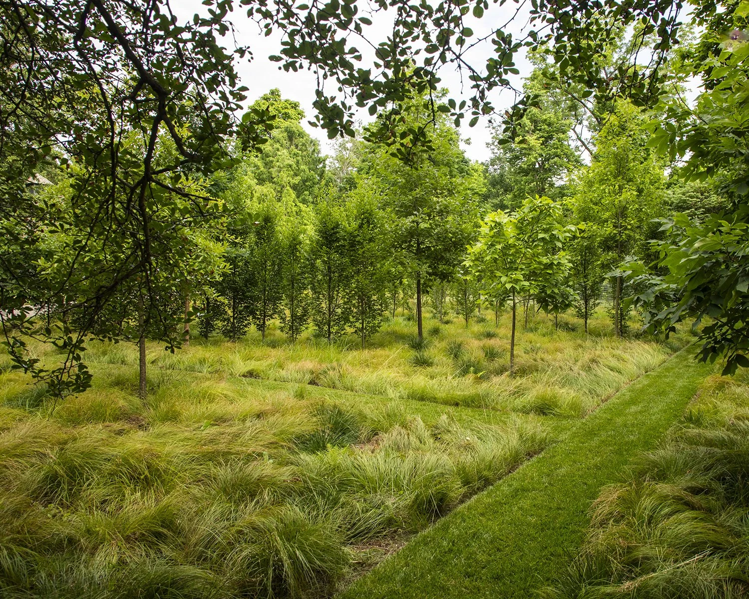 Coordinates of Belonging | The American Chestnut | Past, Present, and Future with James R. McKenna