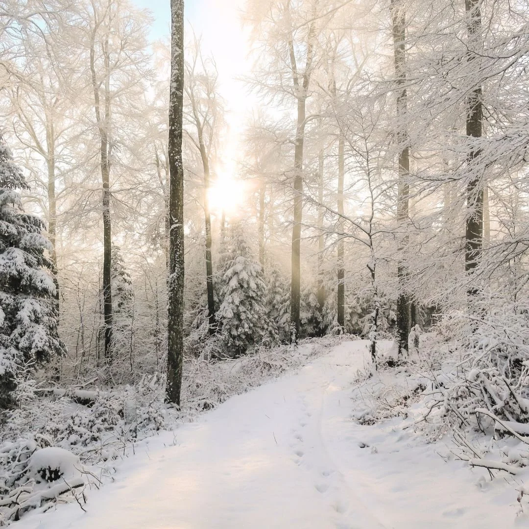 forest_2.jpg