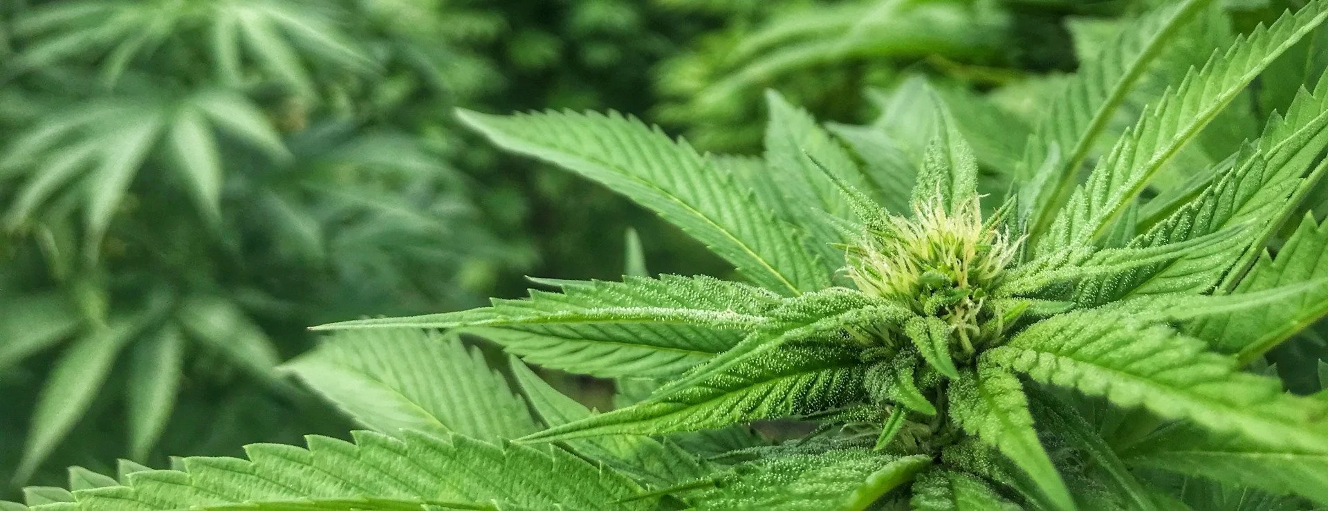 Products — Wellman Farm