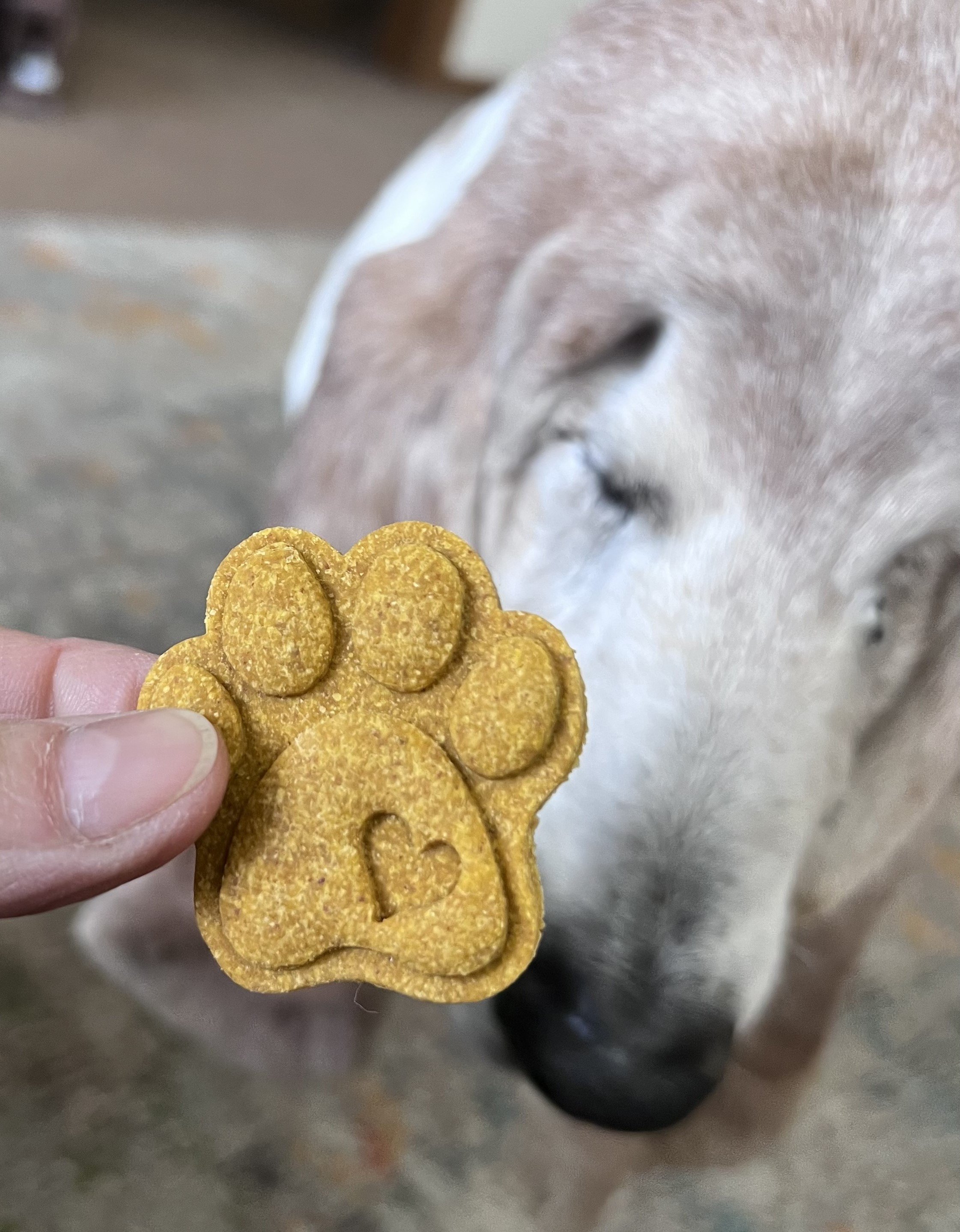 paw bonita.jpg