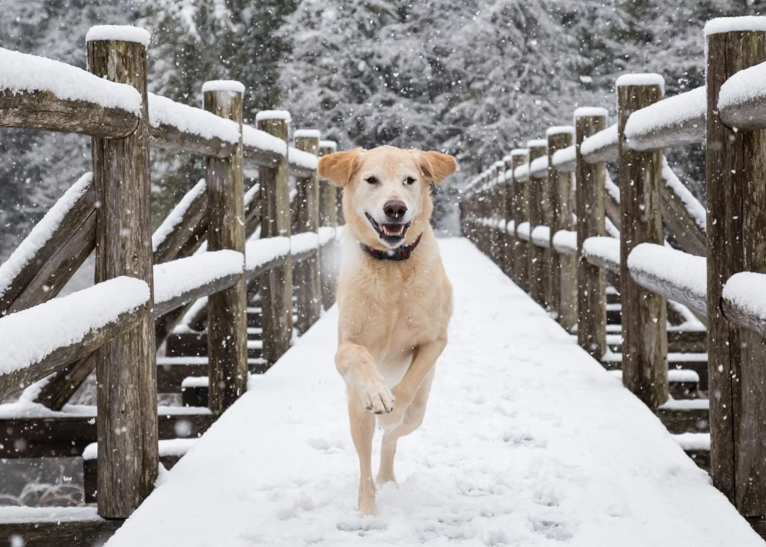 Wookee Cookees Gift Card