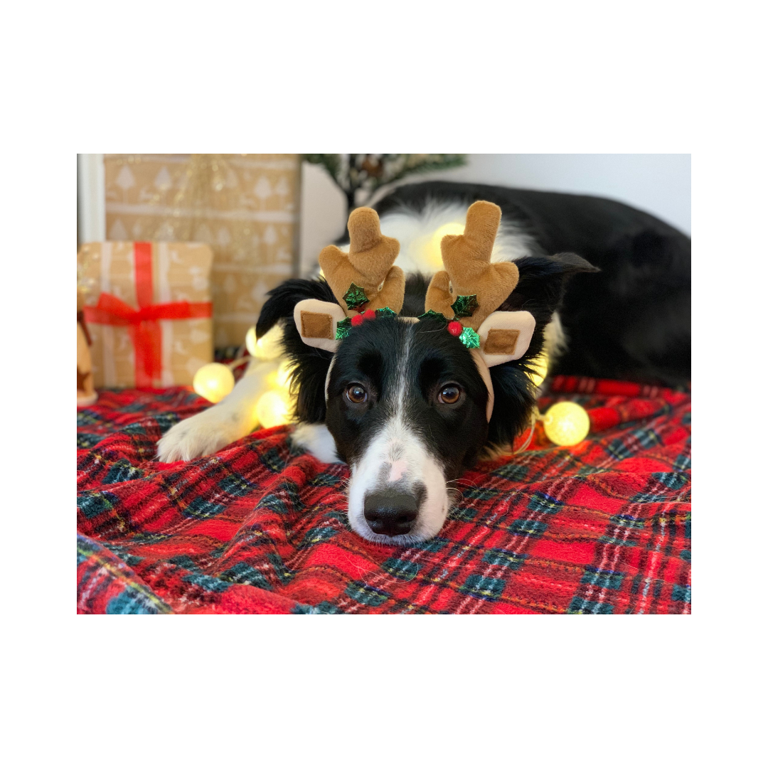 Wookee Cookees Gift Card