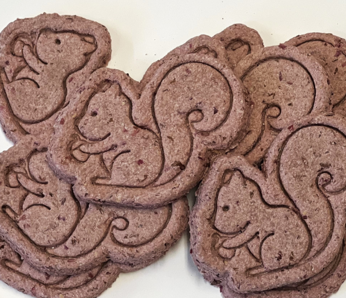 squirrel 1111 close up.png