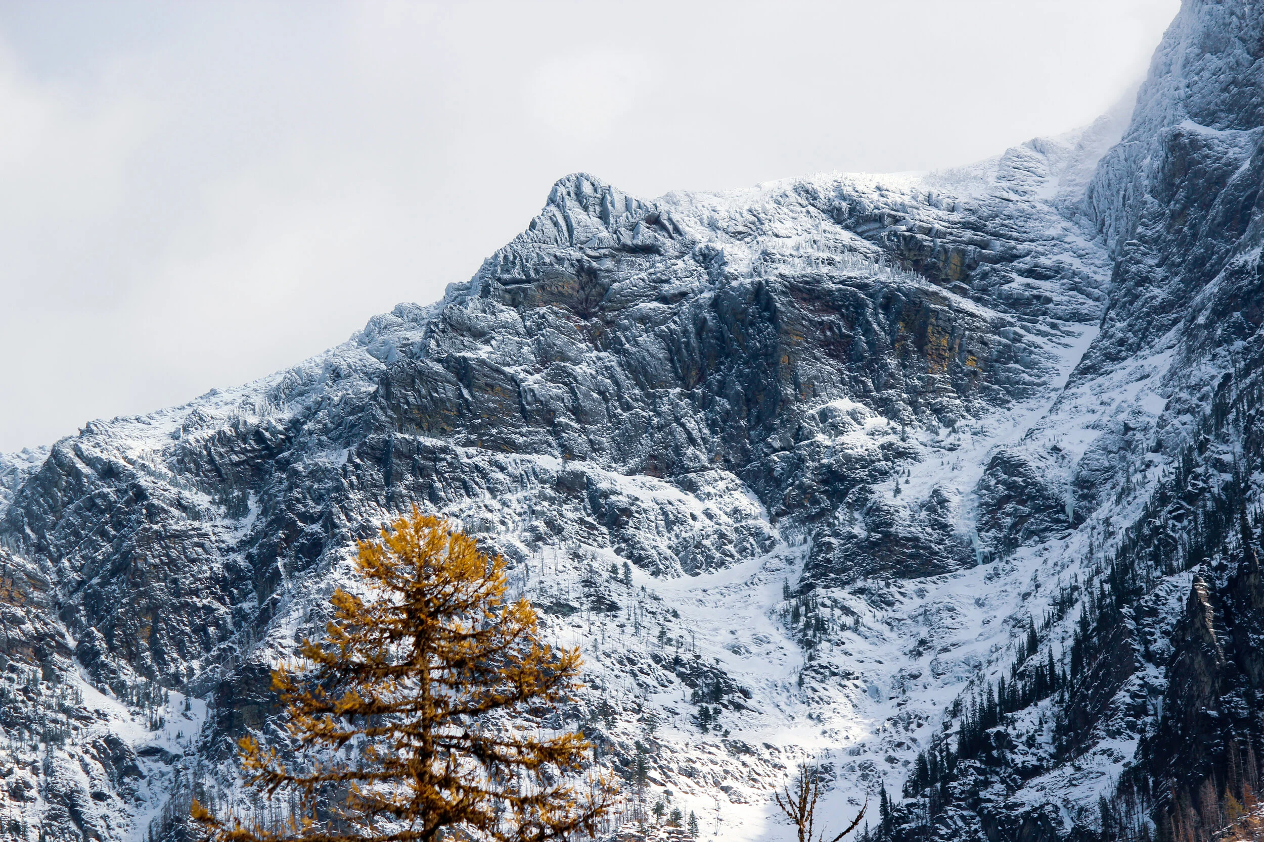 Snow-covered mountain with rocky peaks and a lone pine tree in the foreground.