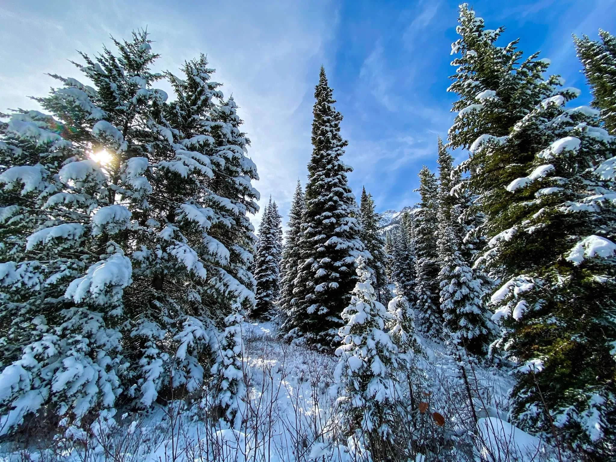 Snow-covered evergreen trees under a blue sky.