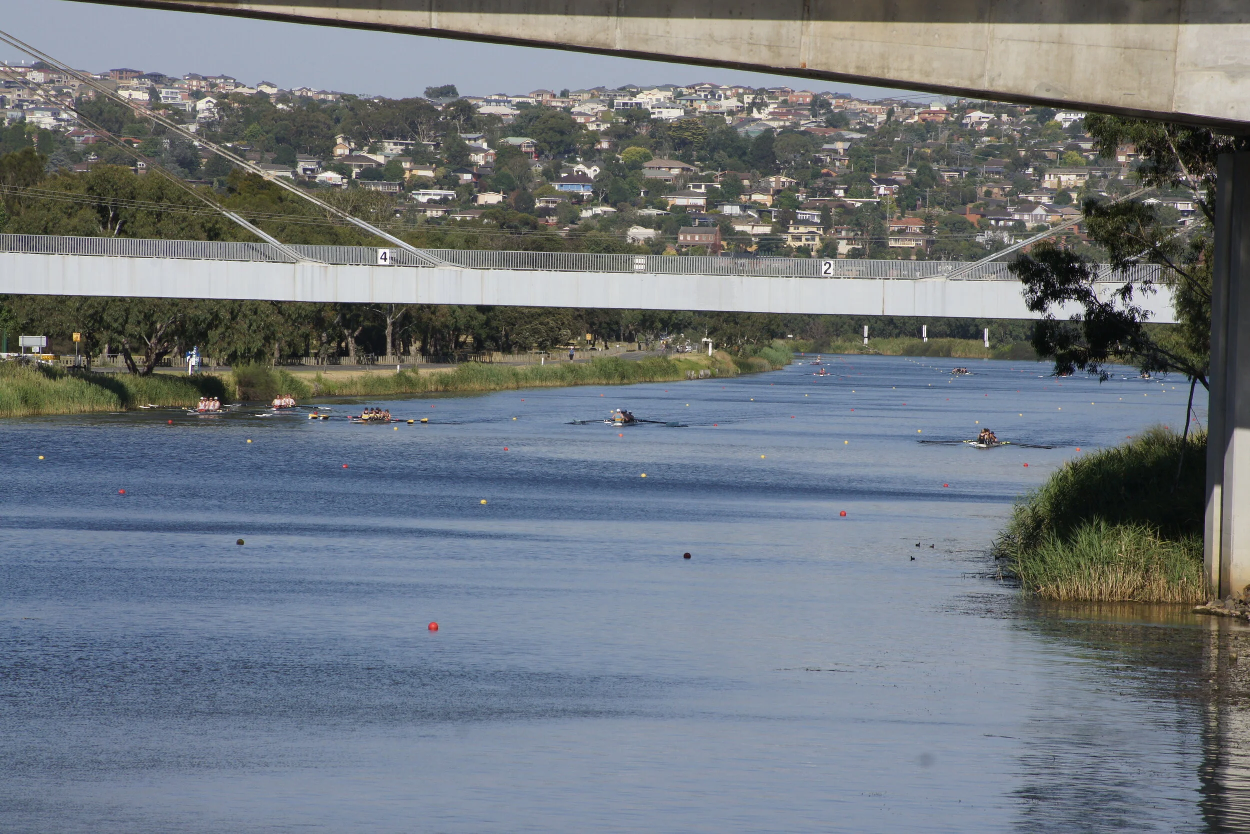 Rowing Geelong