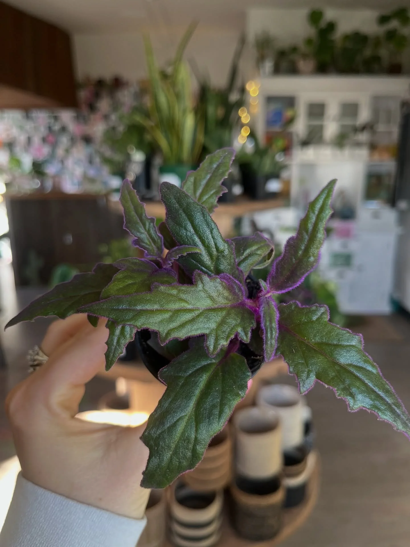 Gynura Auramtiaca 'Purple Passion'
Care: Medium - bright indirect sunlight. Top layer dry between waterings. High humidity. Pet-friendly