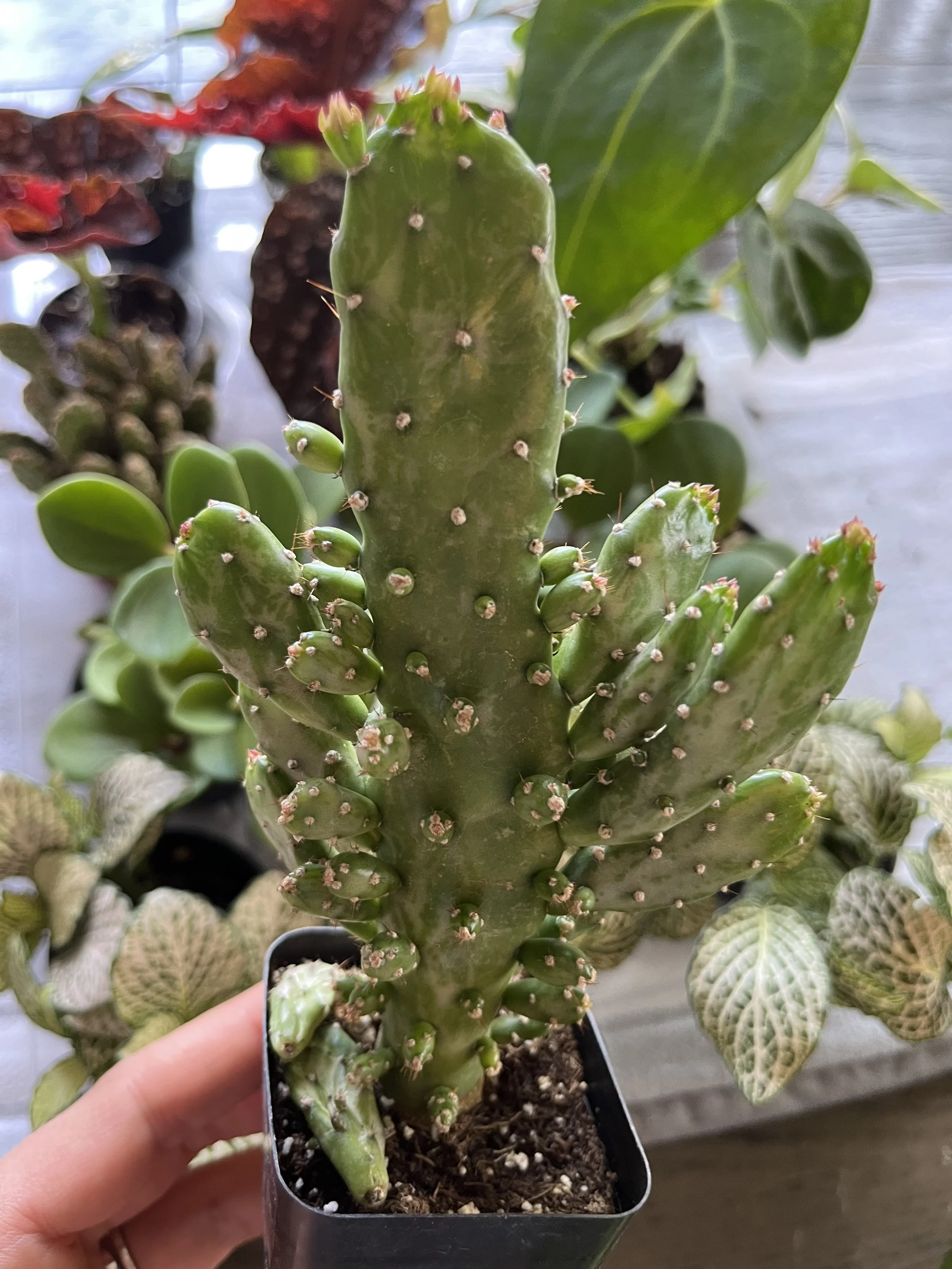 Joseph's Coat Cactus Care: Full sun, let soil dry completely between waterings, then evenly saturate the soil when watering, dry air