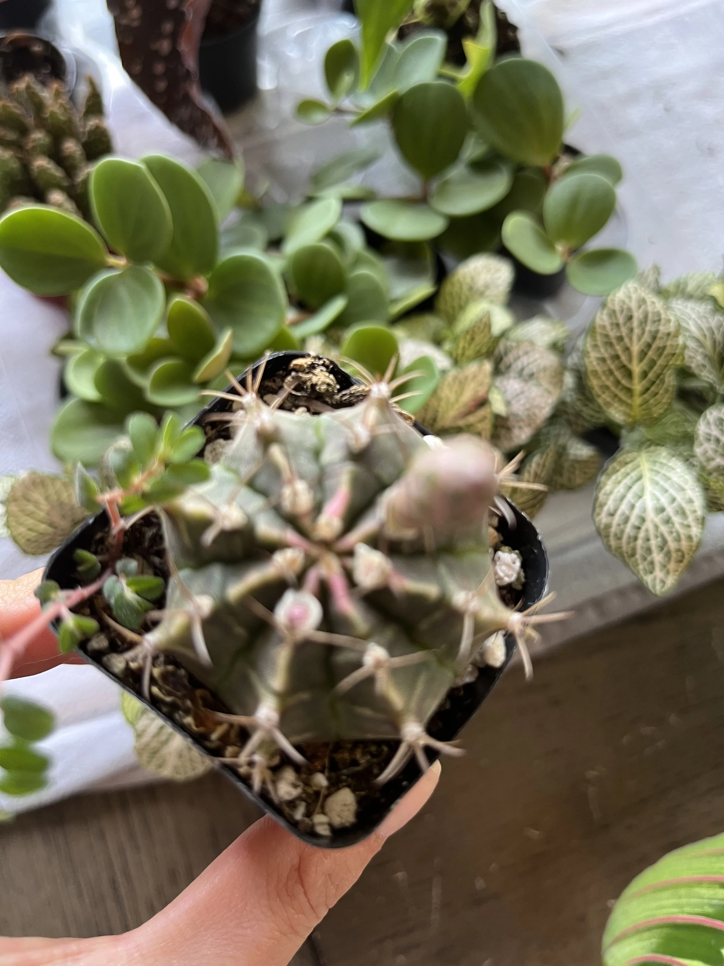 Gymnocalycium Friedrichii Cactus Care: Full sun, let soil dry completely between waterings, then evenly saturate the soil when watering, dry air