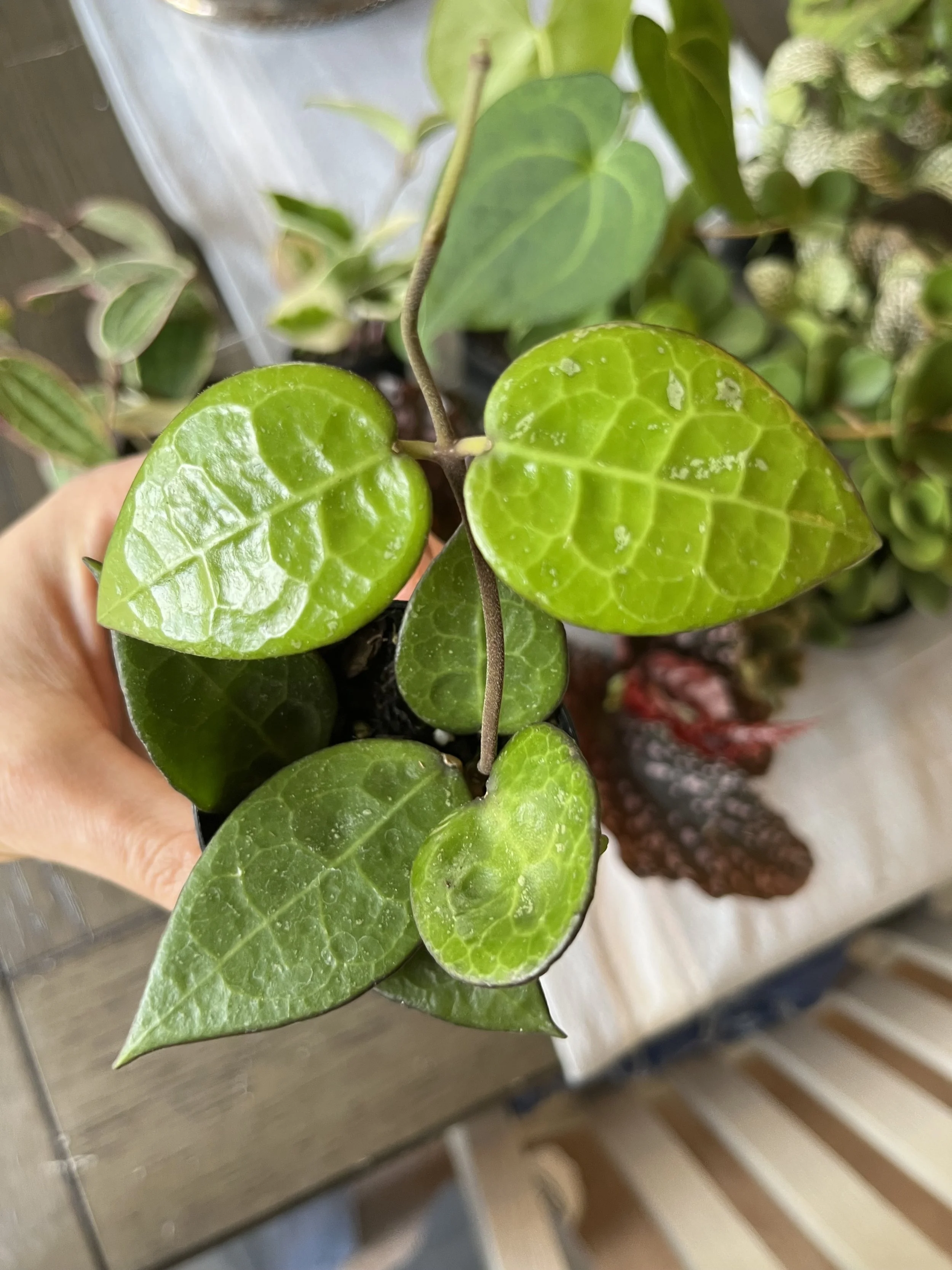 Hoya Lacunosa (Wax Plant) Care: Medium - bright indirect light. Let soil dry between waterings. Prefers high humidity & warmer temps. *Pet-friendly*