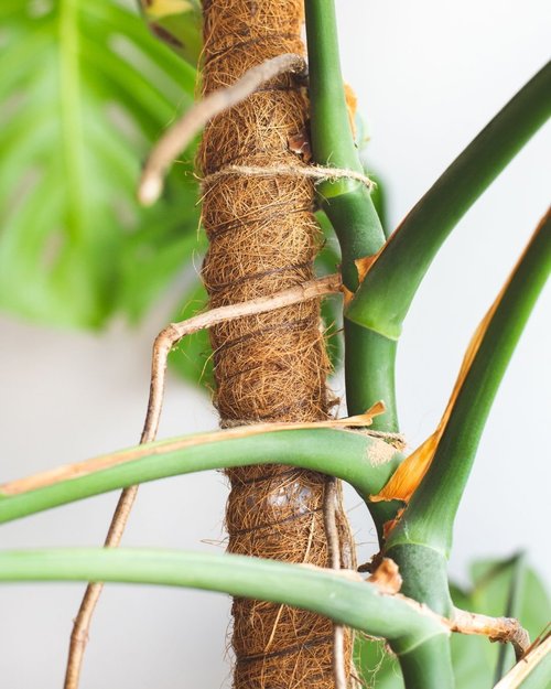 monstera obliqua price Monstera Obliqua Peru is a rare, iconic Aroid for collectors