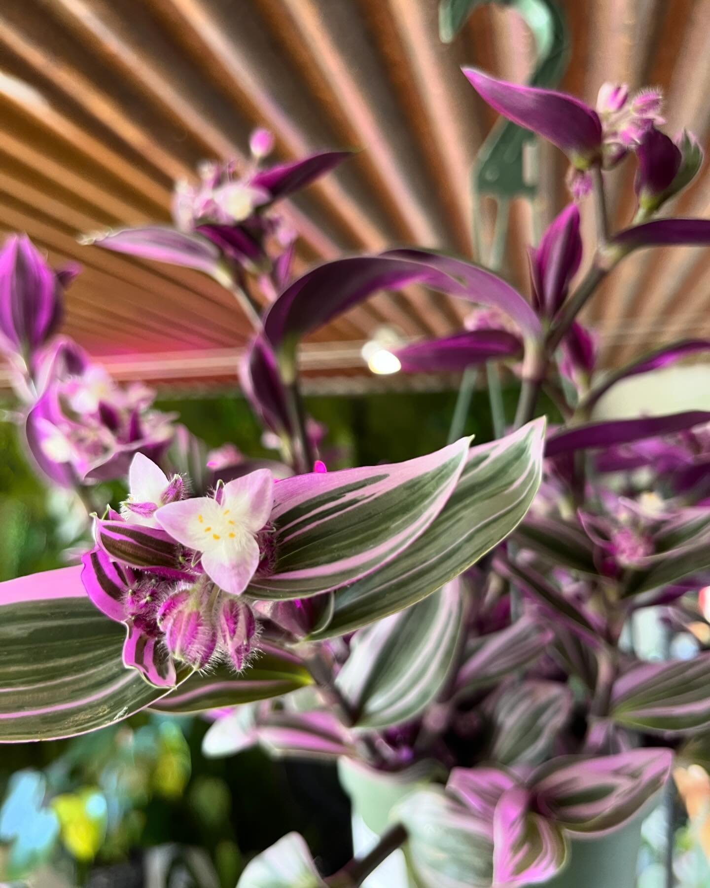 Can&rsquo;t get over how cute the flowers blooming on these tradescantia plants are 😍🌸 have you seen these in bloom before?!