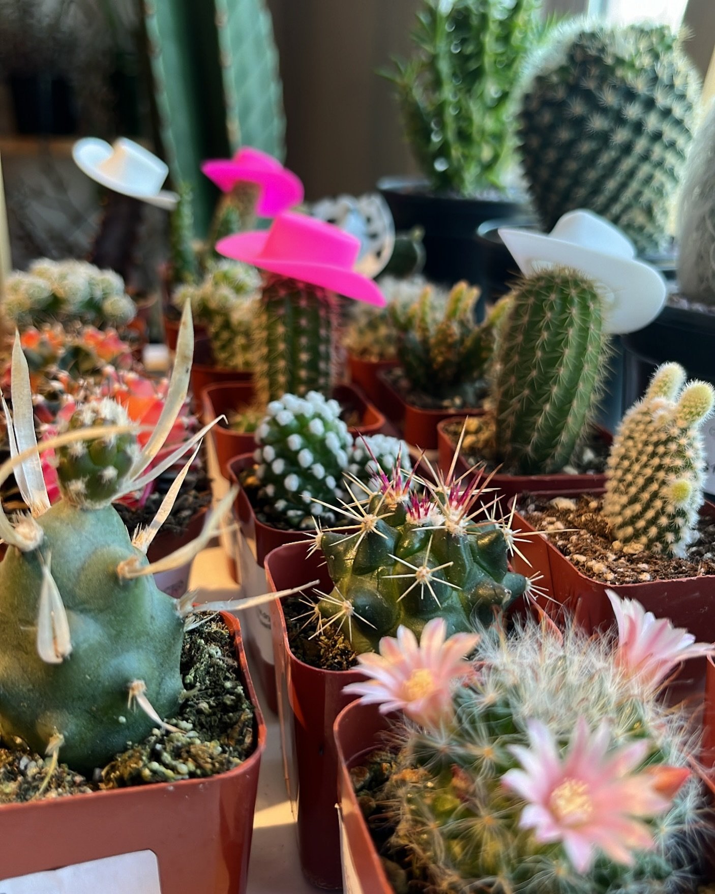 Add a cowgirl hat to your cactus &amp; we guarantee it&rsquo;ll make you smile 🤠🌵 giddy on up to the shop to pick out your fave.