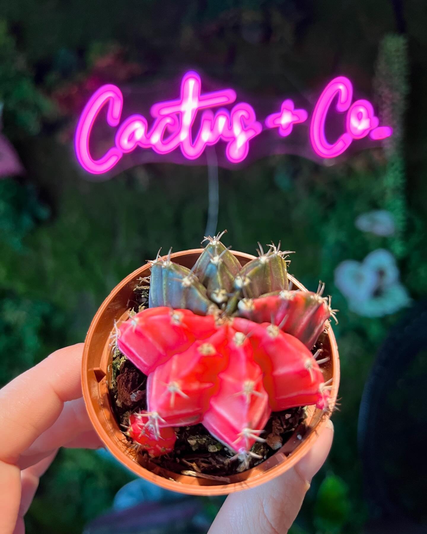 NEW MINI CACTI JUST IN FROM THE GREENHOUSE 🌵 so many are in bloom too 😍 come grab your favorite!