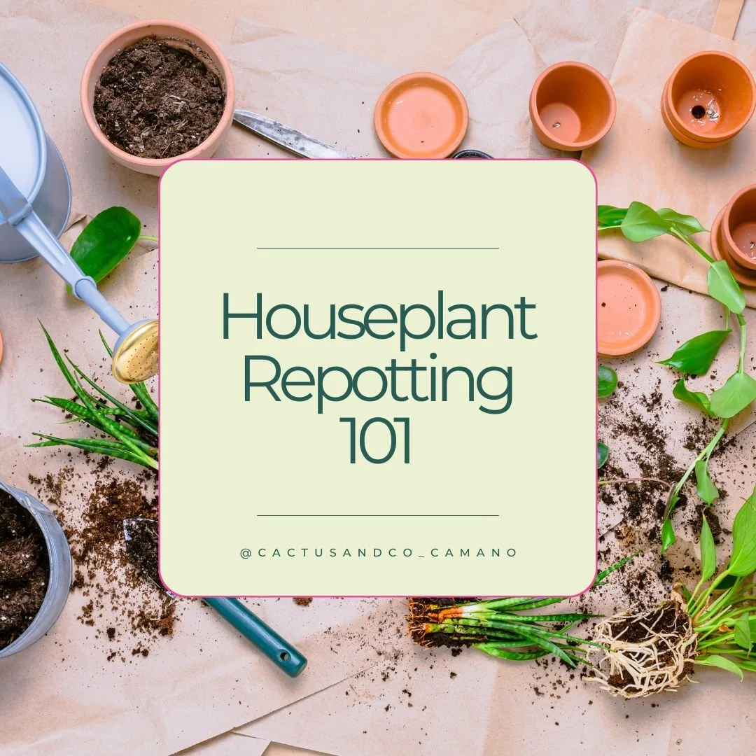 Repotting 101 Blog Cover.jpg