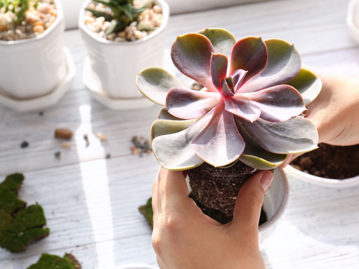 Archery Ladies Night 