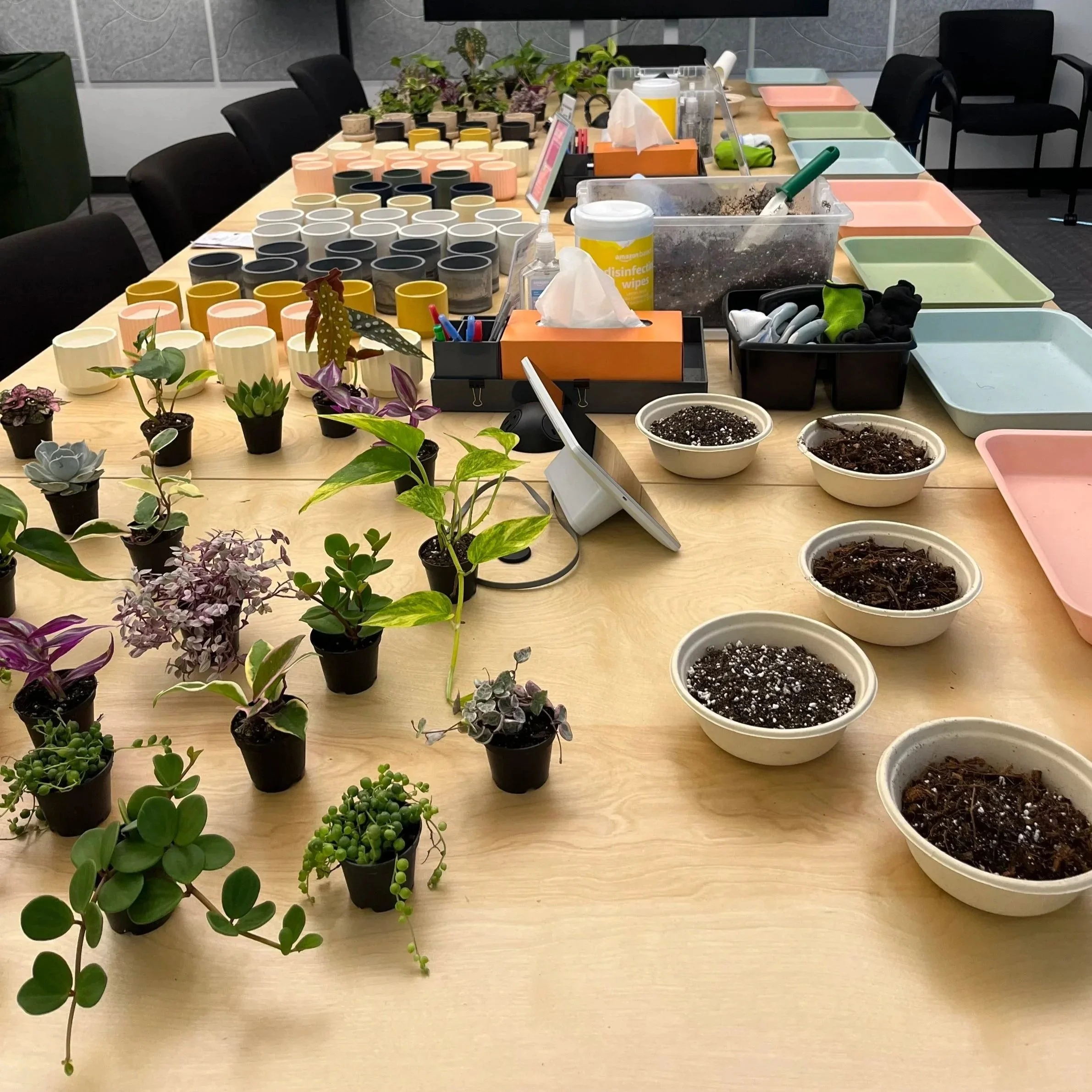 A conference table set up for a planting activity, filled with planting trays, gloves and potting soil in front of an assortment of houseplants and planters