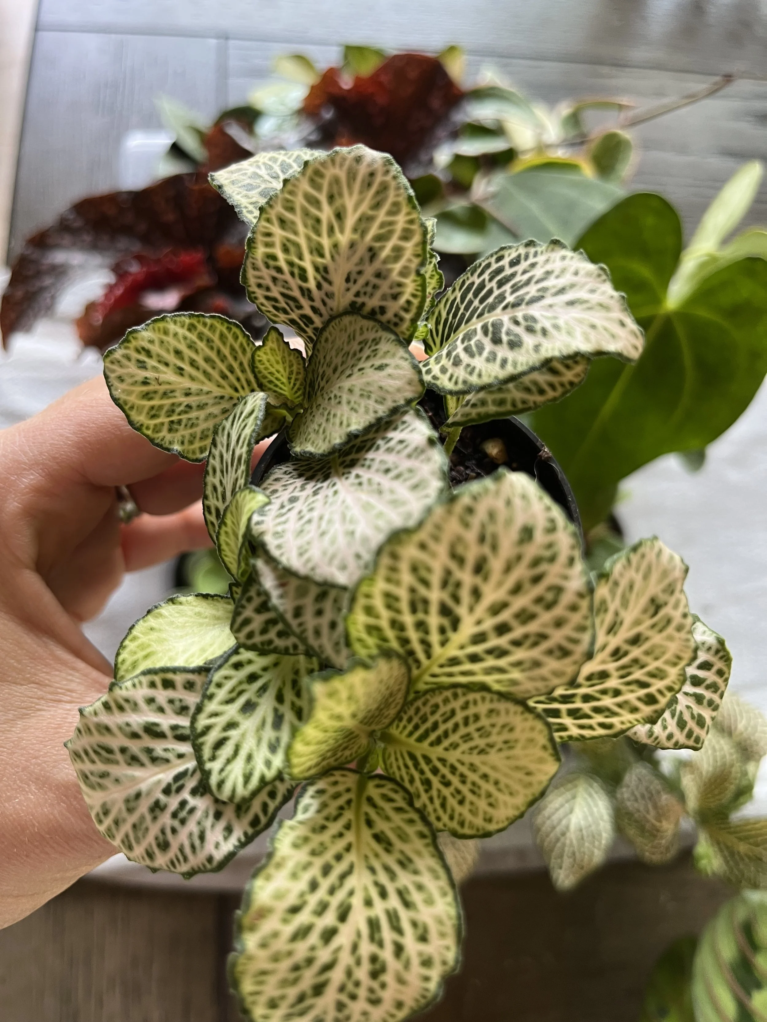 Fittonia Purple Snow Anne (Nerve Plant) Care: Prefers bright or medium sunlight. Keep soil moist. Likes high humidity. *Pet-Friendly*