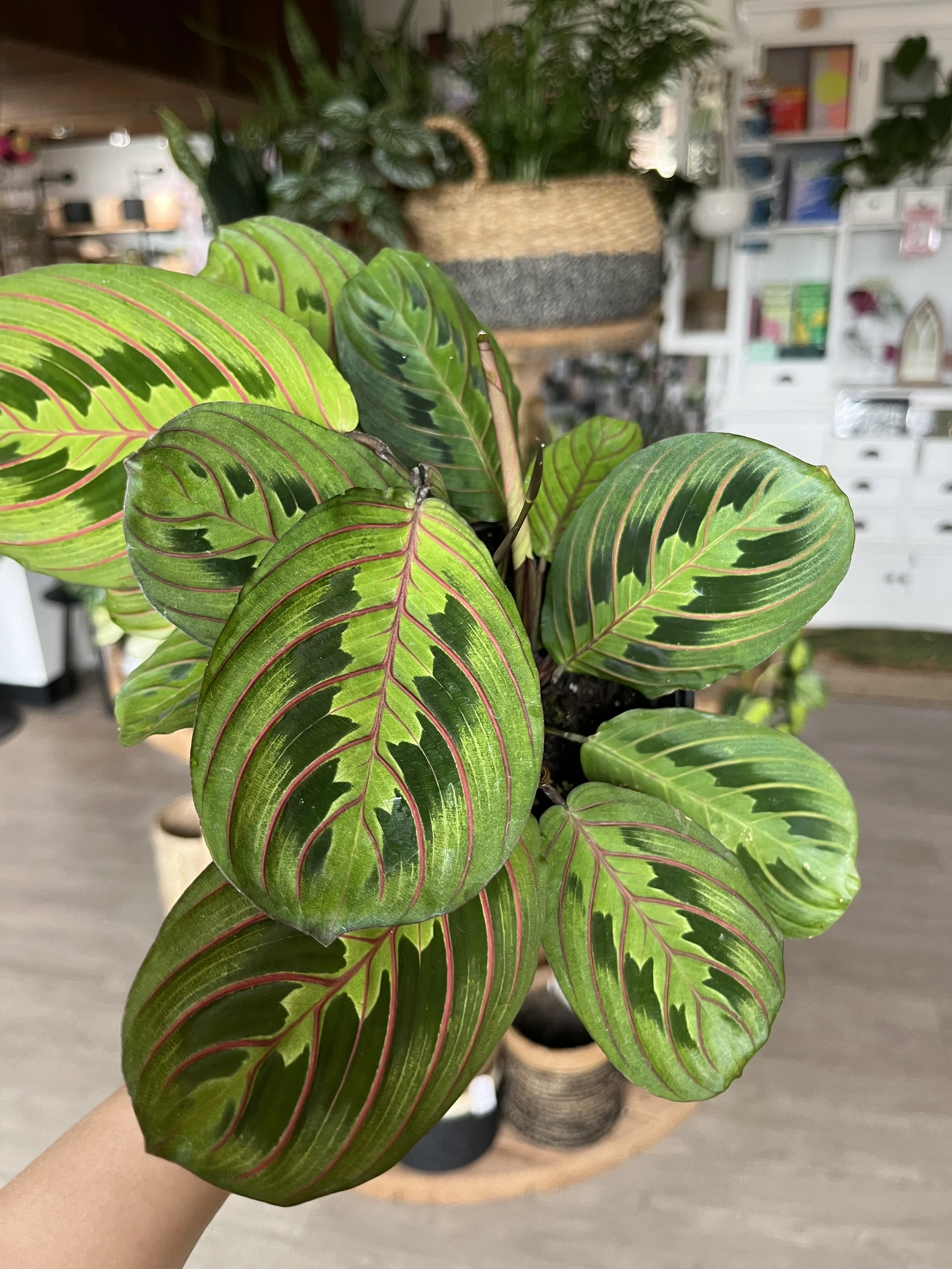 Maranta Erythroneura (Red Prayer Plant) Care: Bright indirect sunlight. Top layer dry between waterings. Prefers high humidity 
*Pet-friendly*