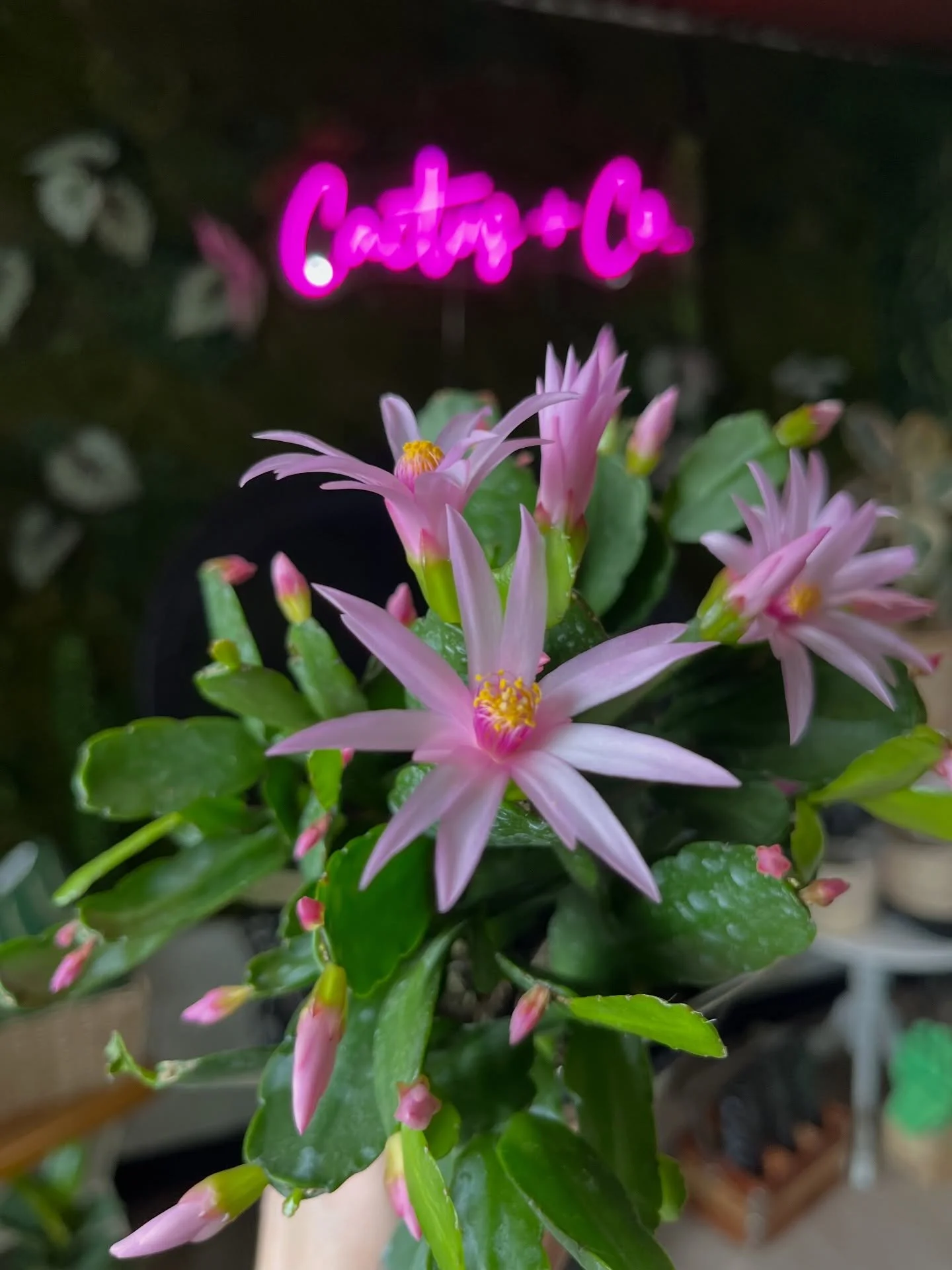 Easter Cactus (Schlumbergera Gaertneri) Care: Bright indirect sunlight. Top layer to be dry between waterings. Average humidity & cooler temps.
